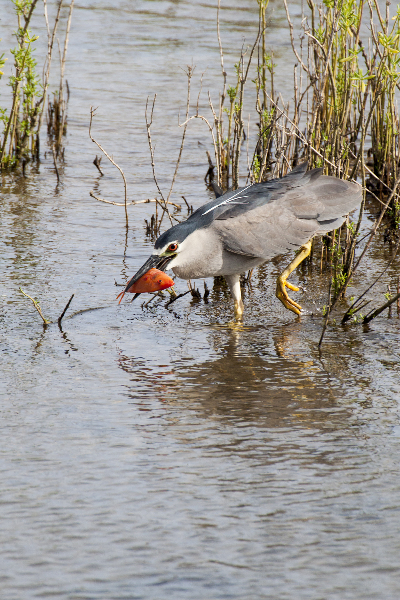 Canon EOS 500D (EOS Rebel T1i / EOS Kiss X3) + Tamron SP 35mm F1.8 Di VC USD sample photo. Black-crowned night heron with some prey photography