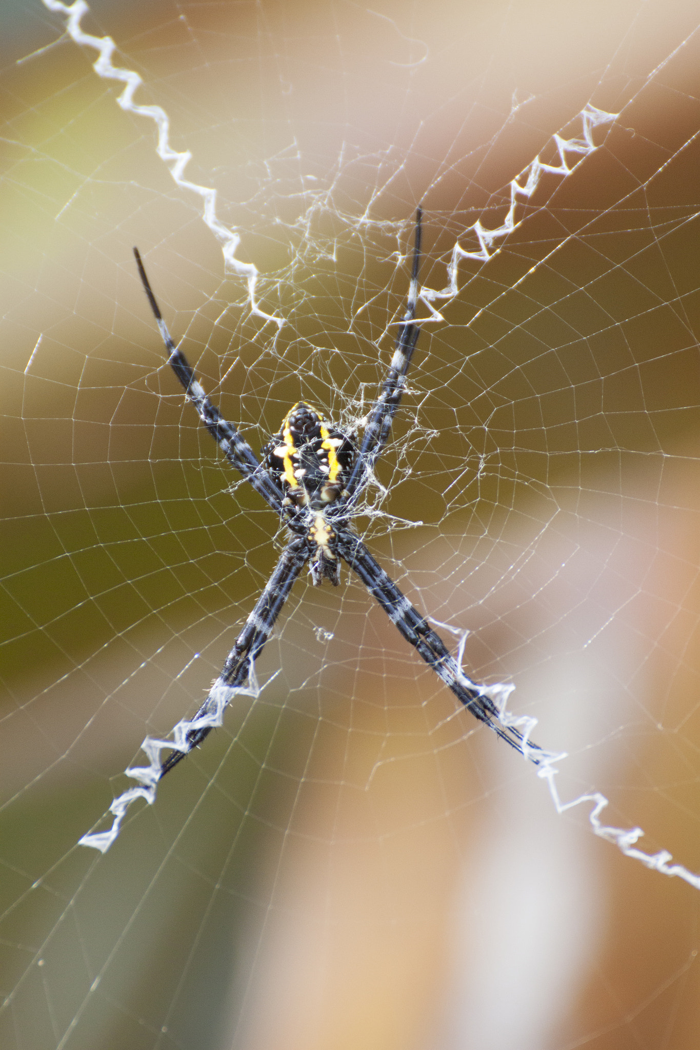 Canon EOS 500D (EOS Rebel T1i / EOS Kiss X3) + Tamron SP 35mm F1.8 Di VC USD sample photo. Argiope appensa photography