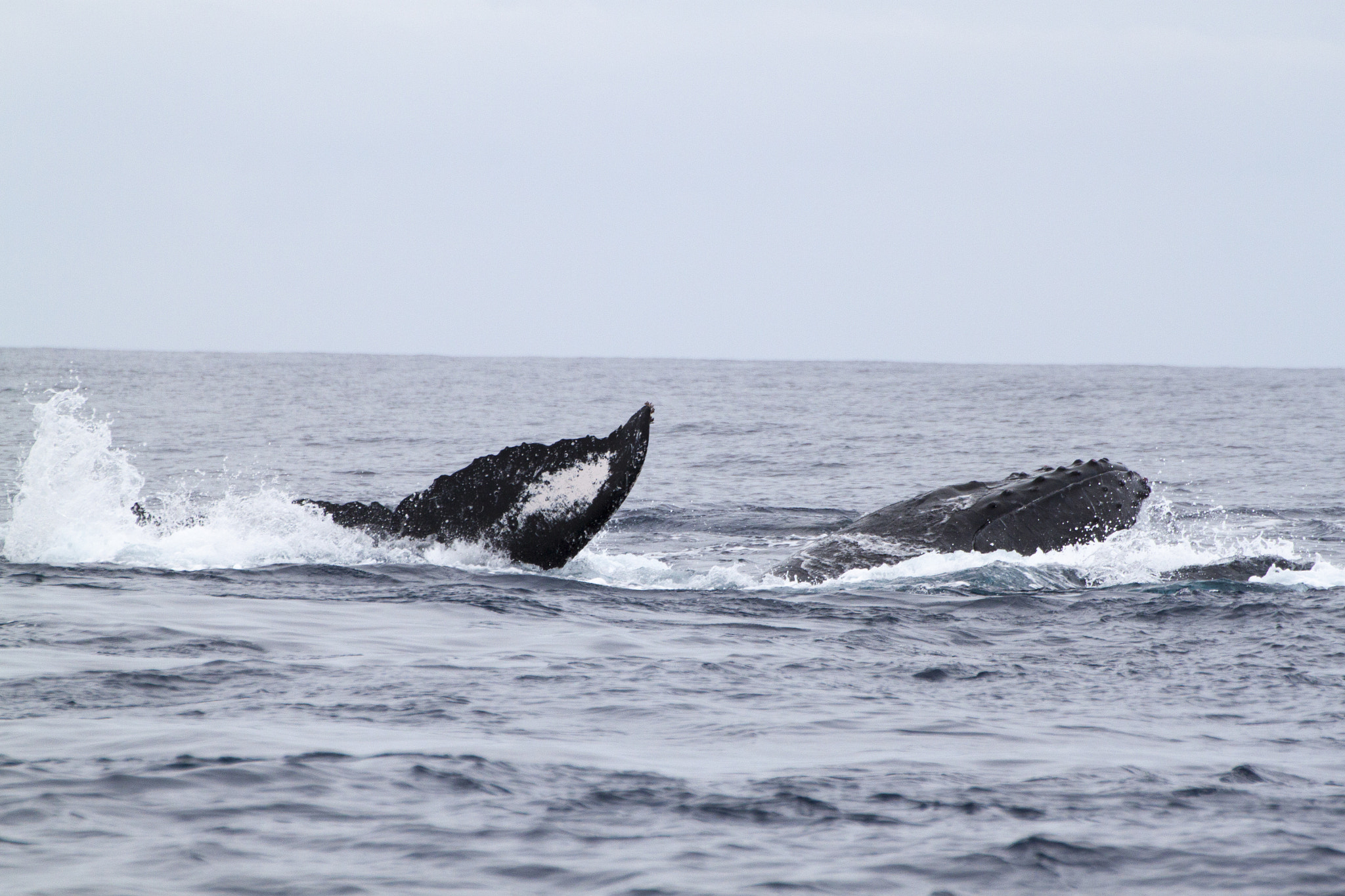 Canon EOS 500D (EOS Rebel T1i / EOS Kiss X3) sample photo. Humpback whale photography