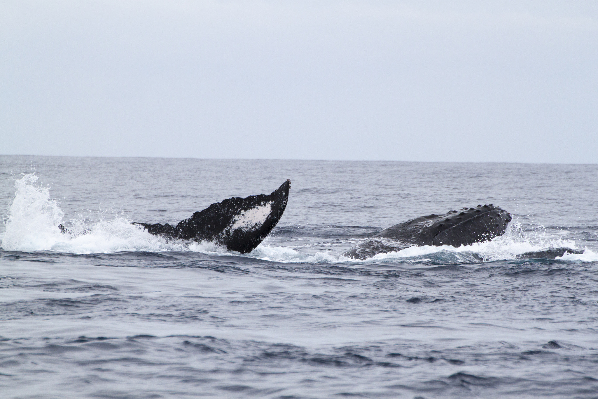 Tamron SP 35mm F1.8 Di VC USD sample photo. Humpback whale photography