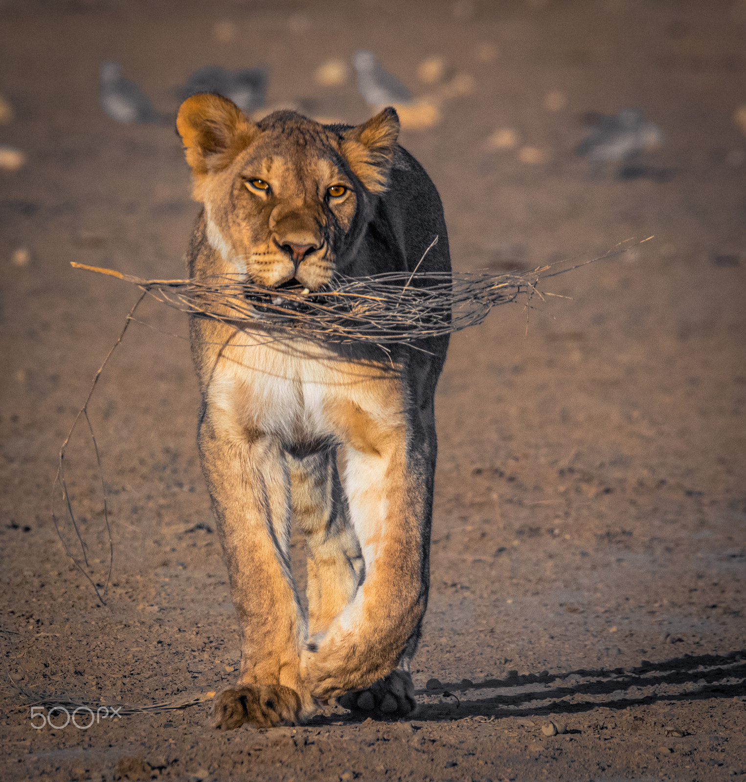 Sigma 150-600mm F5-6.3 DG OS HSM | C sample photo. Lion youngster with his new toy. photography