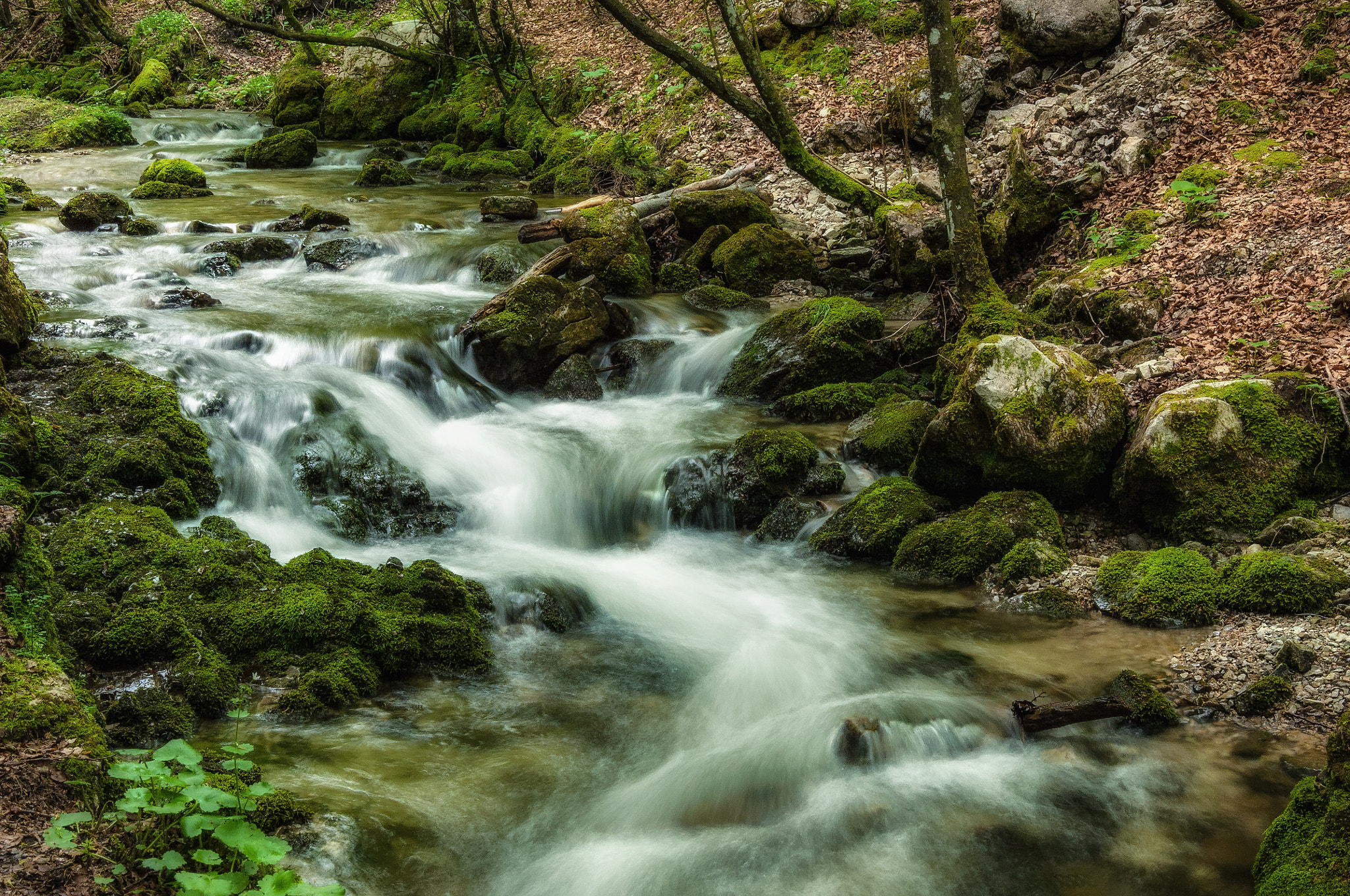 Nikon D2X + Nikon AF-S DX Nikkor 18-105mm F3.5-5.6G ED VR sample photo. "flowing creek" photography