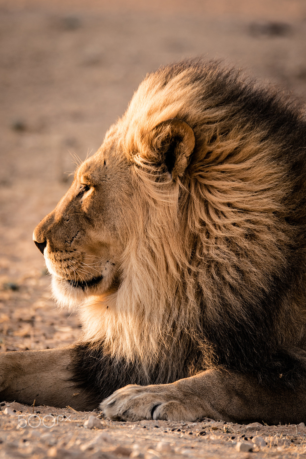 Sigma 150-600mm F5-6.3 DG OS HSM | C sample photo. Mr. nice guy photography