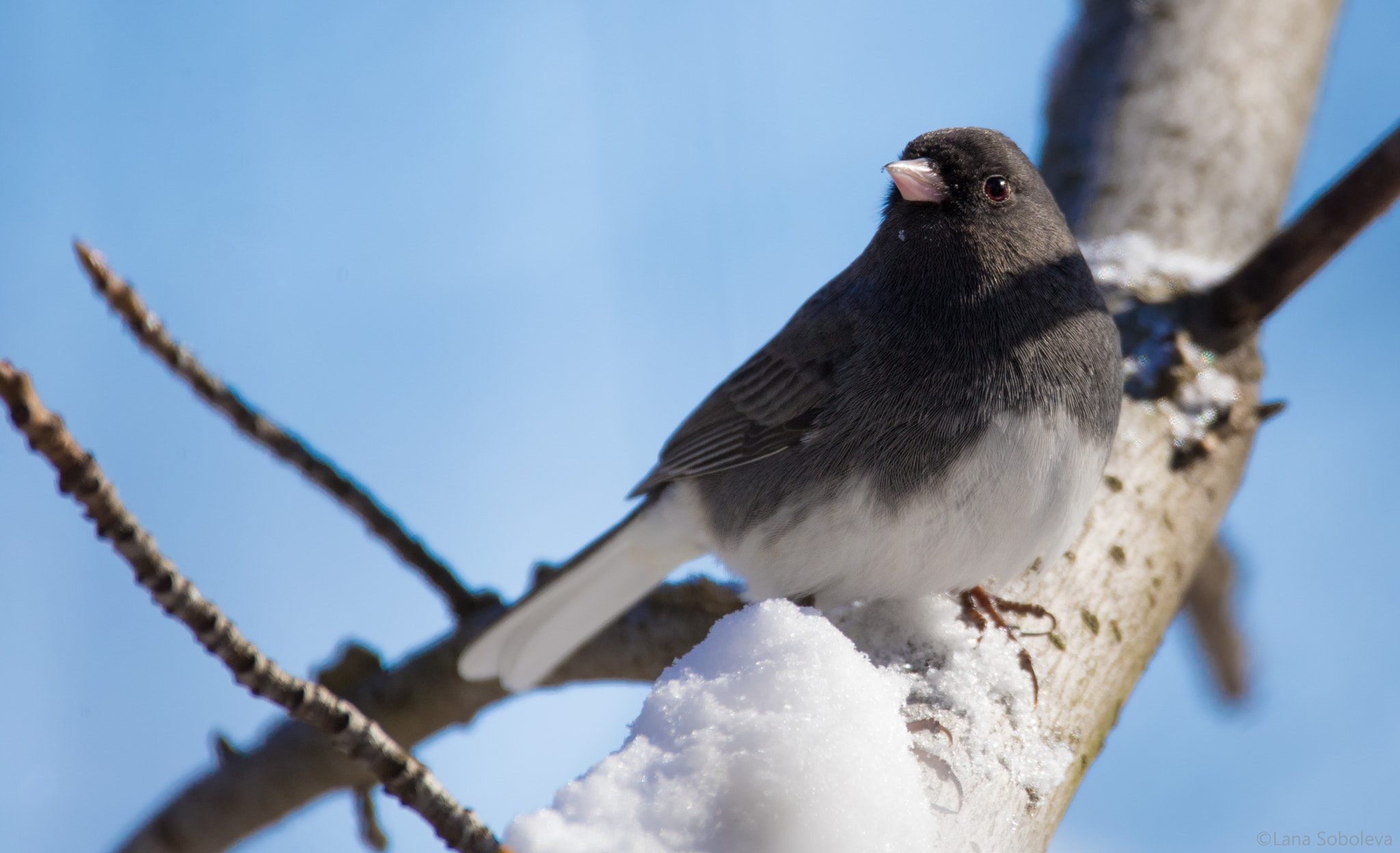 150-600mm F5-6.3 DG OS HSM | Contemporary 015 sample photo. Cold lil' junco photography