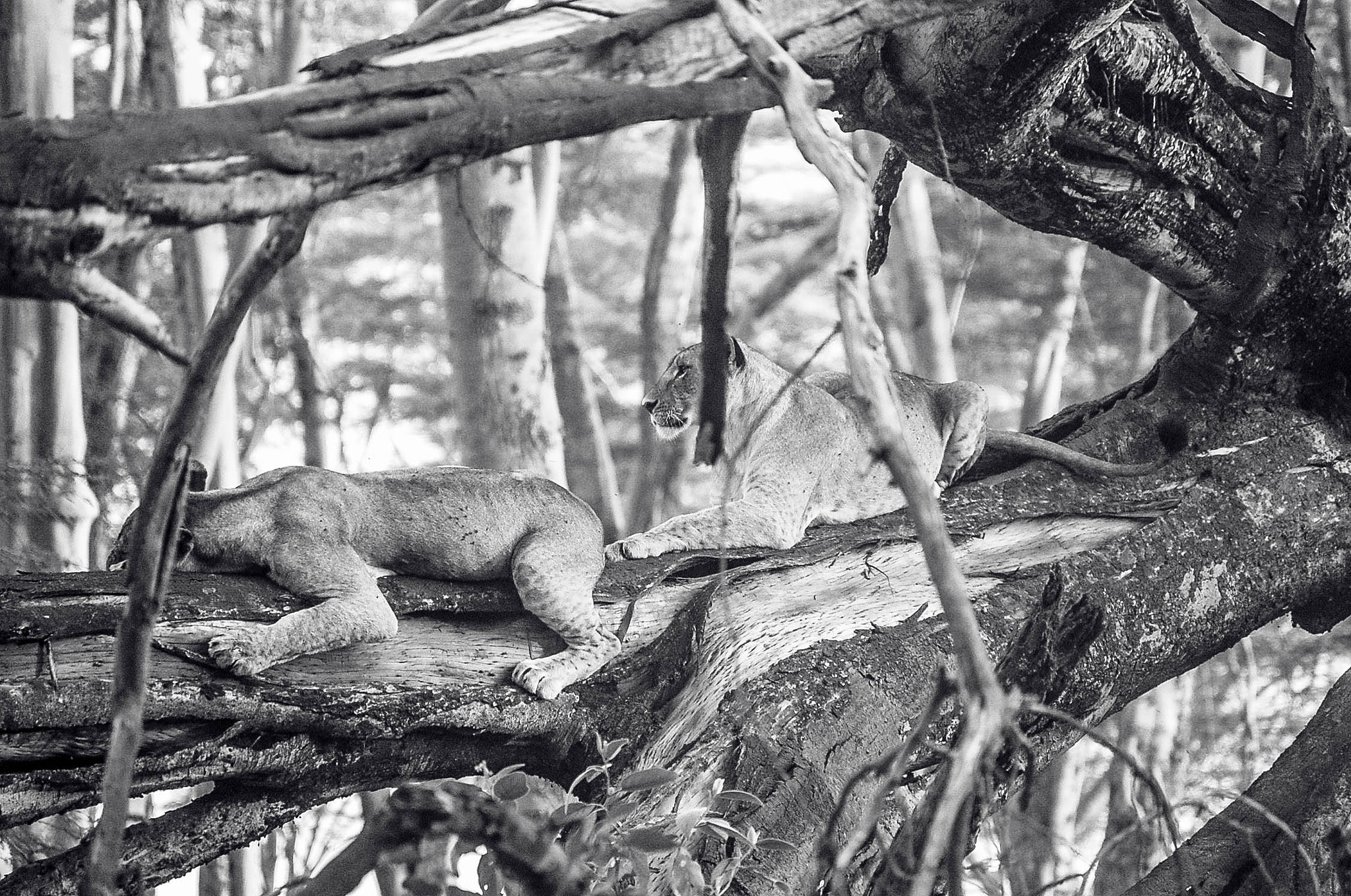Nikon D40 sample photo. Lions in the wild photography