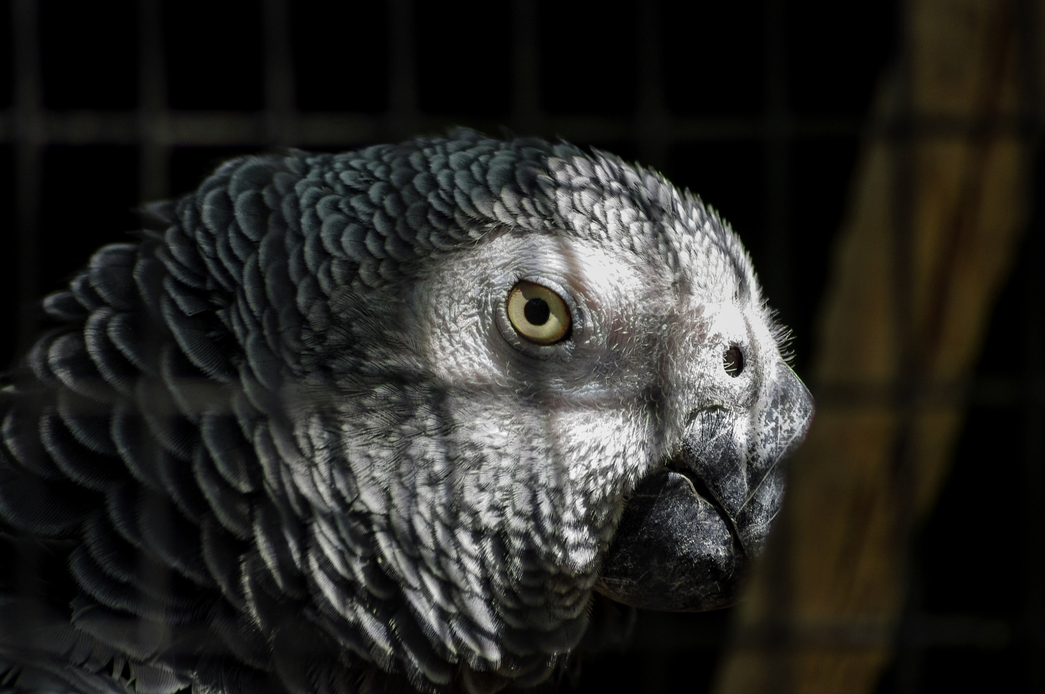 Pentax K-x sample photo. Caged parrot photography