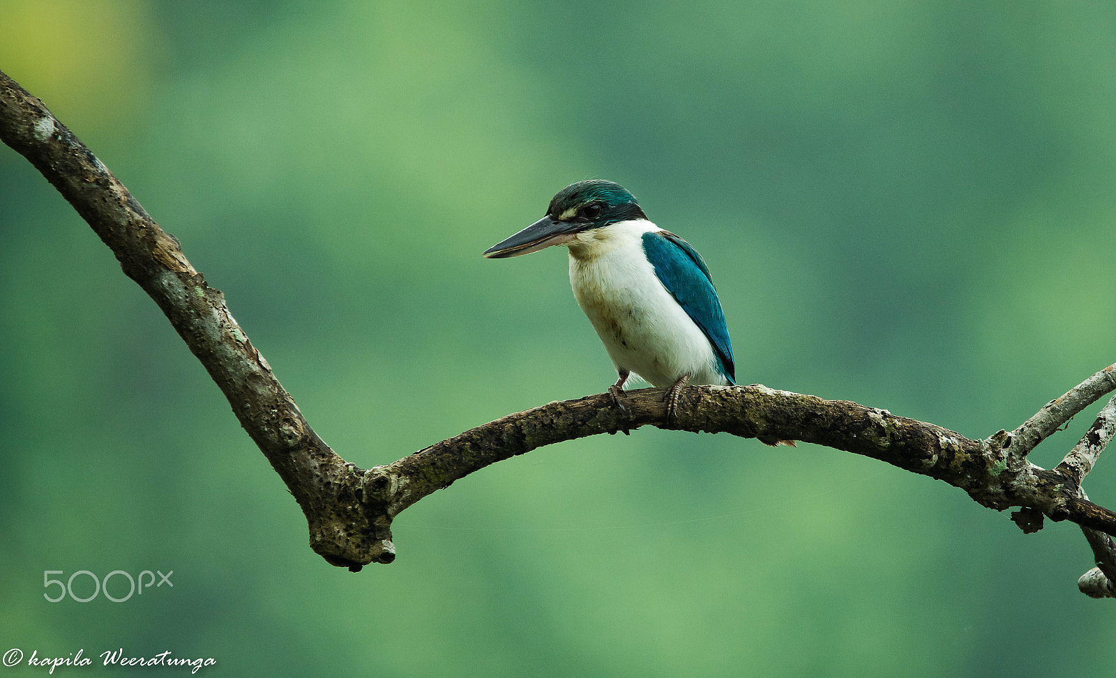 Nikon D500 + Sigma 150-600mm F5-6.3 DG OS HSM | S sample photo. Collared kingfisher photography