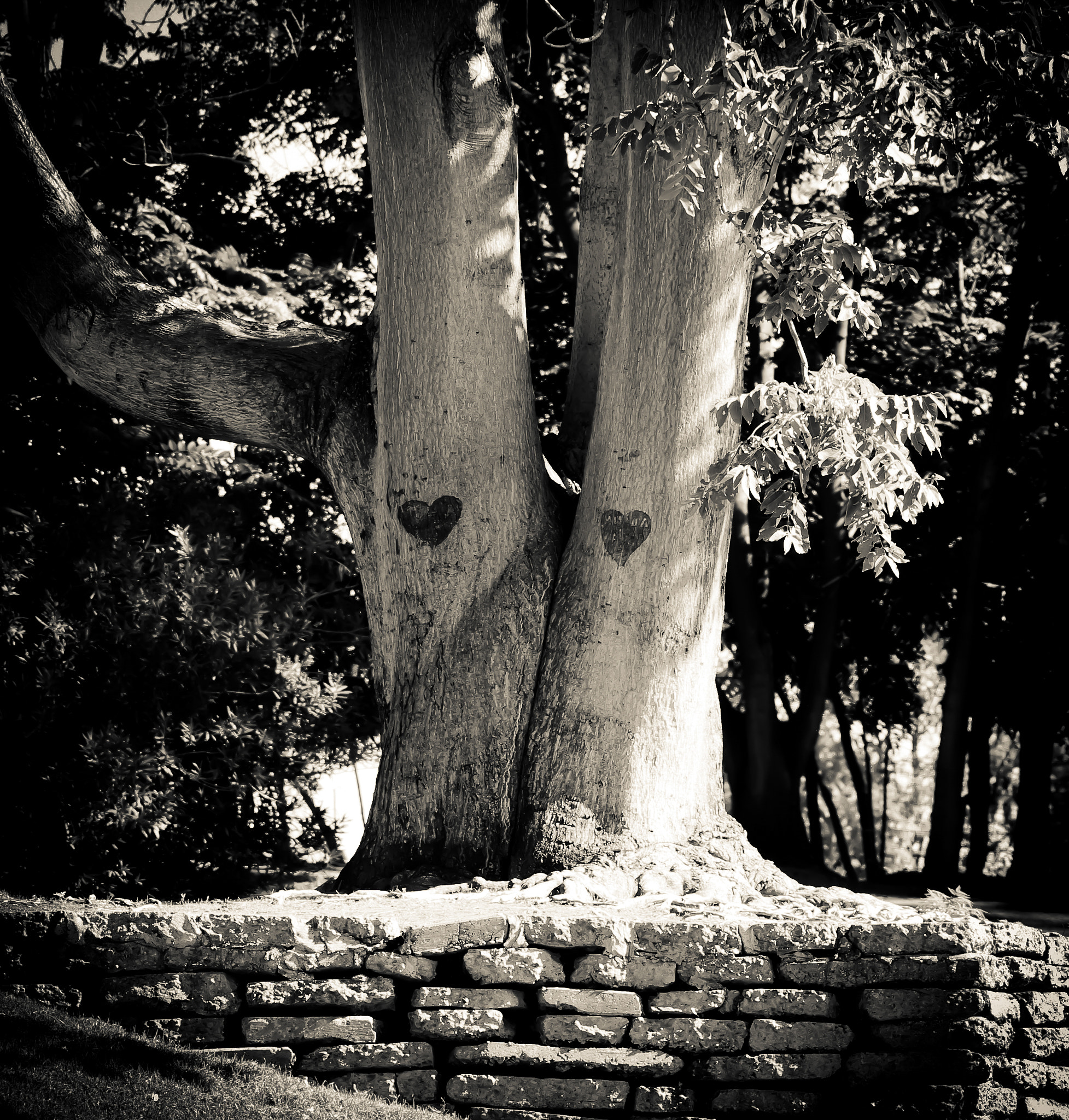 Pentax K-x + Sigma sample photo. Hearts carved trees photography