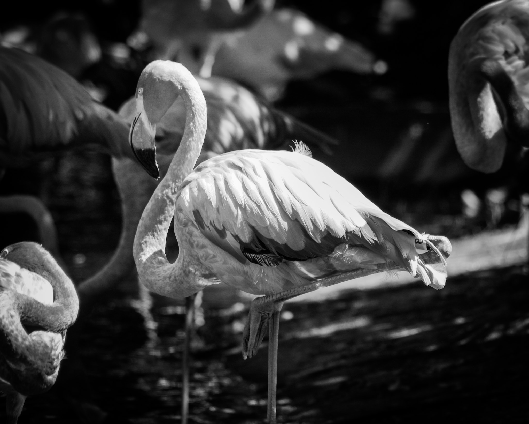 Pentax K-x + Sigma sample photo. Flamingo photography