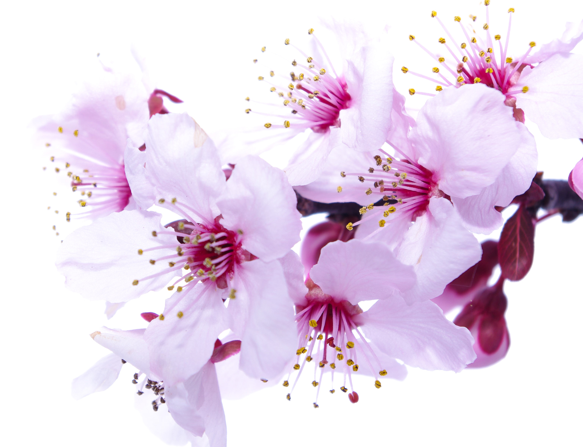 Pentax K-x sample photo. Cherry blossoms photography