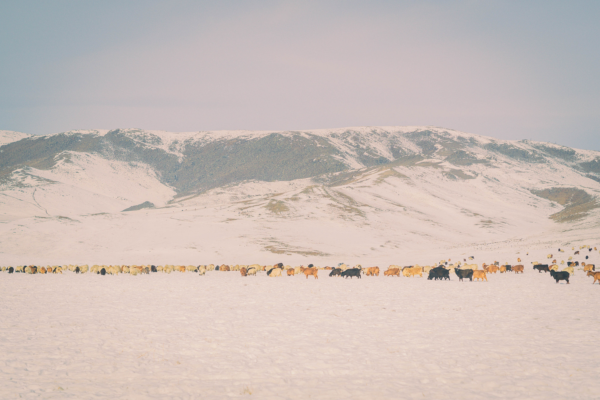 Sony SLT-A58 + Sony DT 50mm F1.8 SAM sample photo. Mongolian winter photography