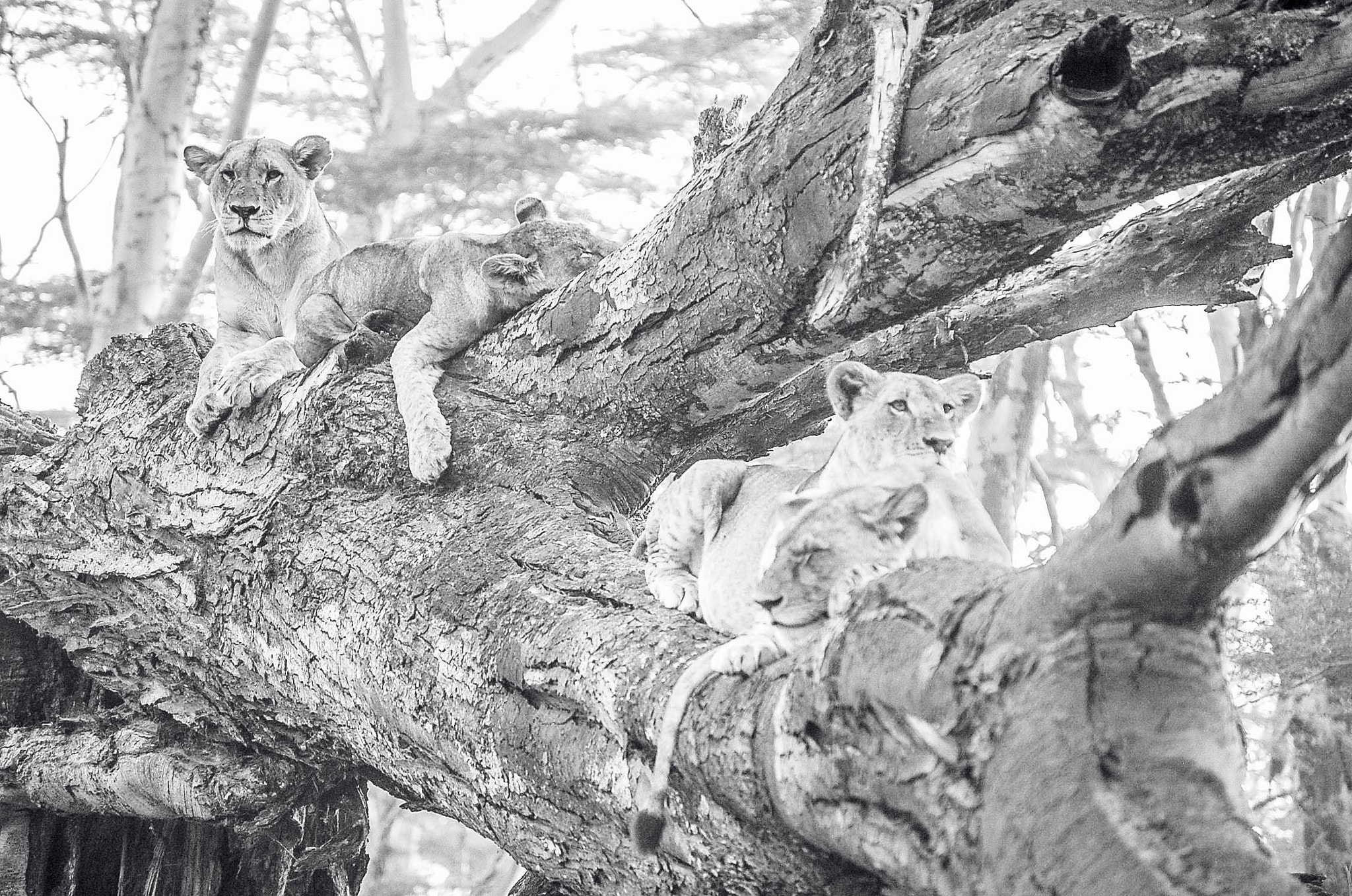 Nikon D40 sample photo. Lions in the wild photography