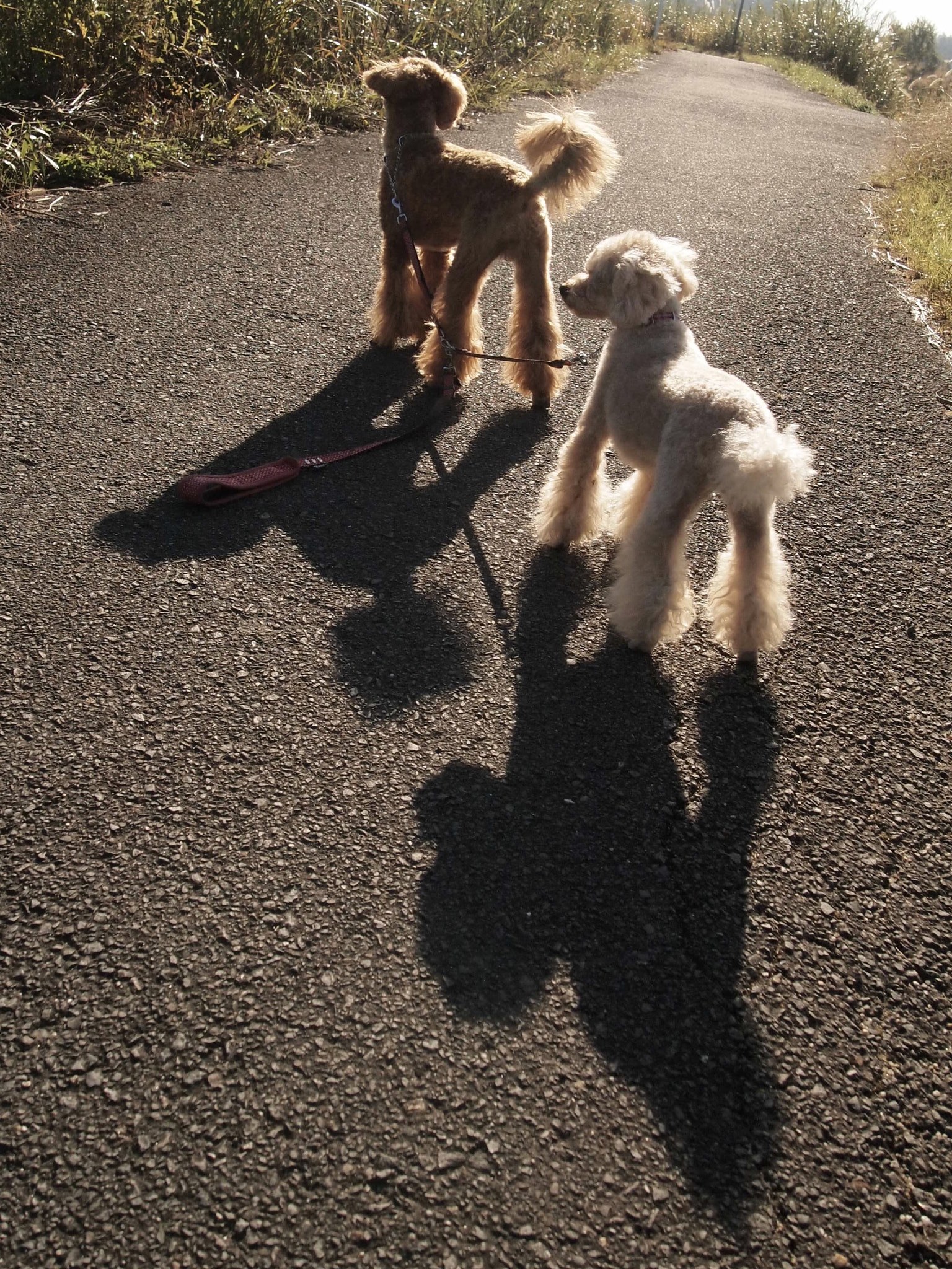 Olympus PEN E-PL2 sample photo. Shadows of two photography