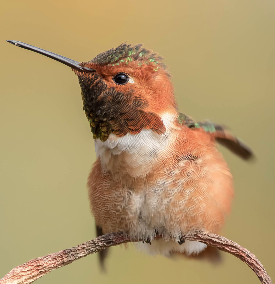 150-600mm F5-6.3 DG OS HSM | Contemporary 015 sample photo. Hummingbird photography