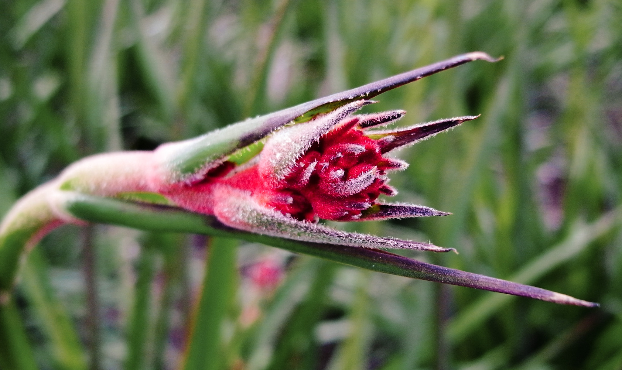 Ricoh GX200 sample photo. One spikey blossom photography