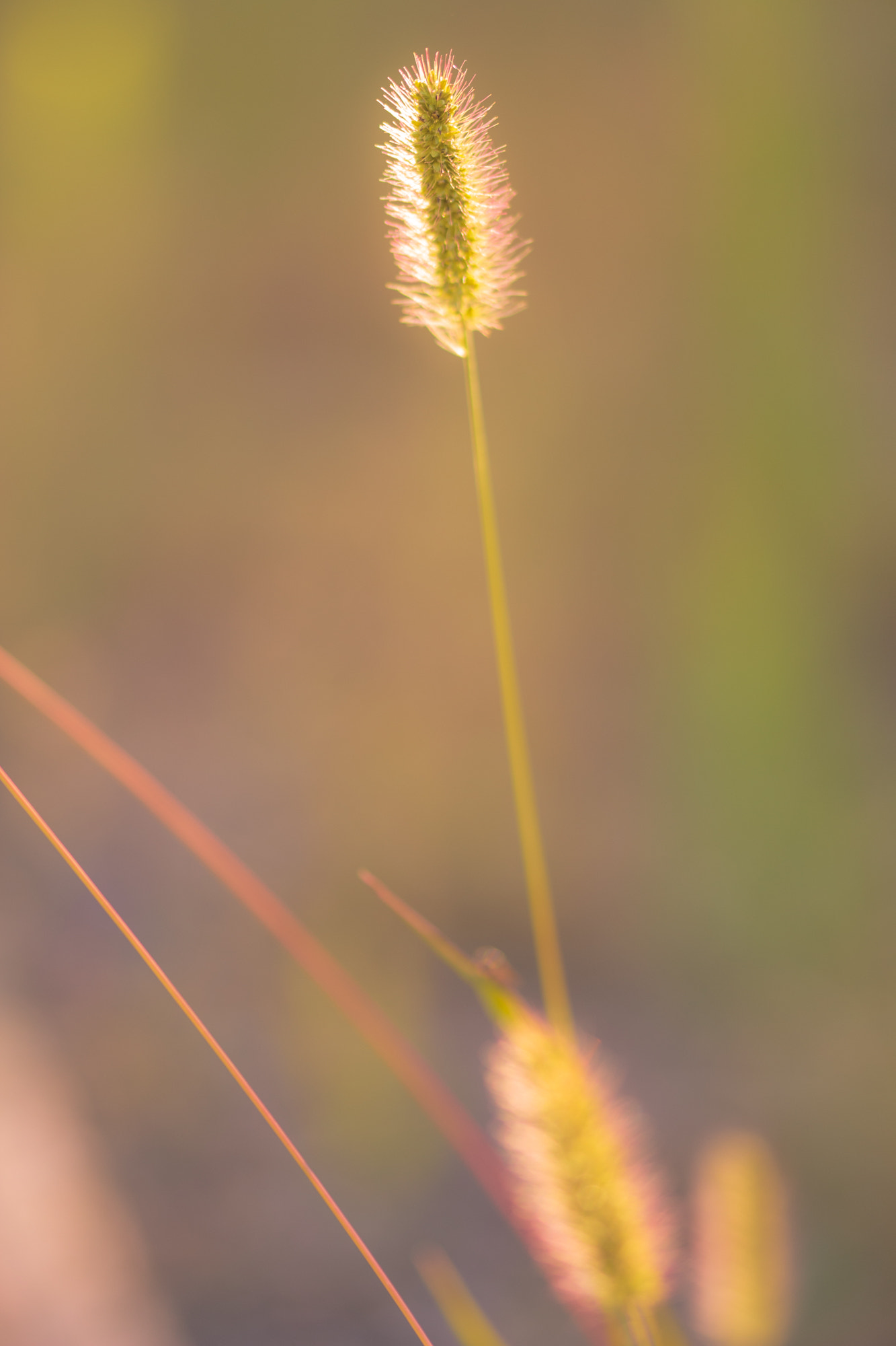 Sigma 105mm F2.8 EX DG OS HSM sample photo. Nature  photography