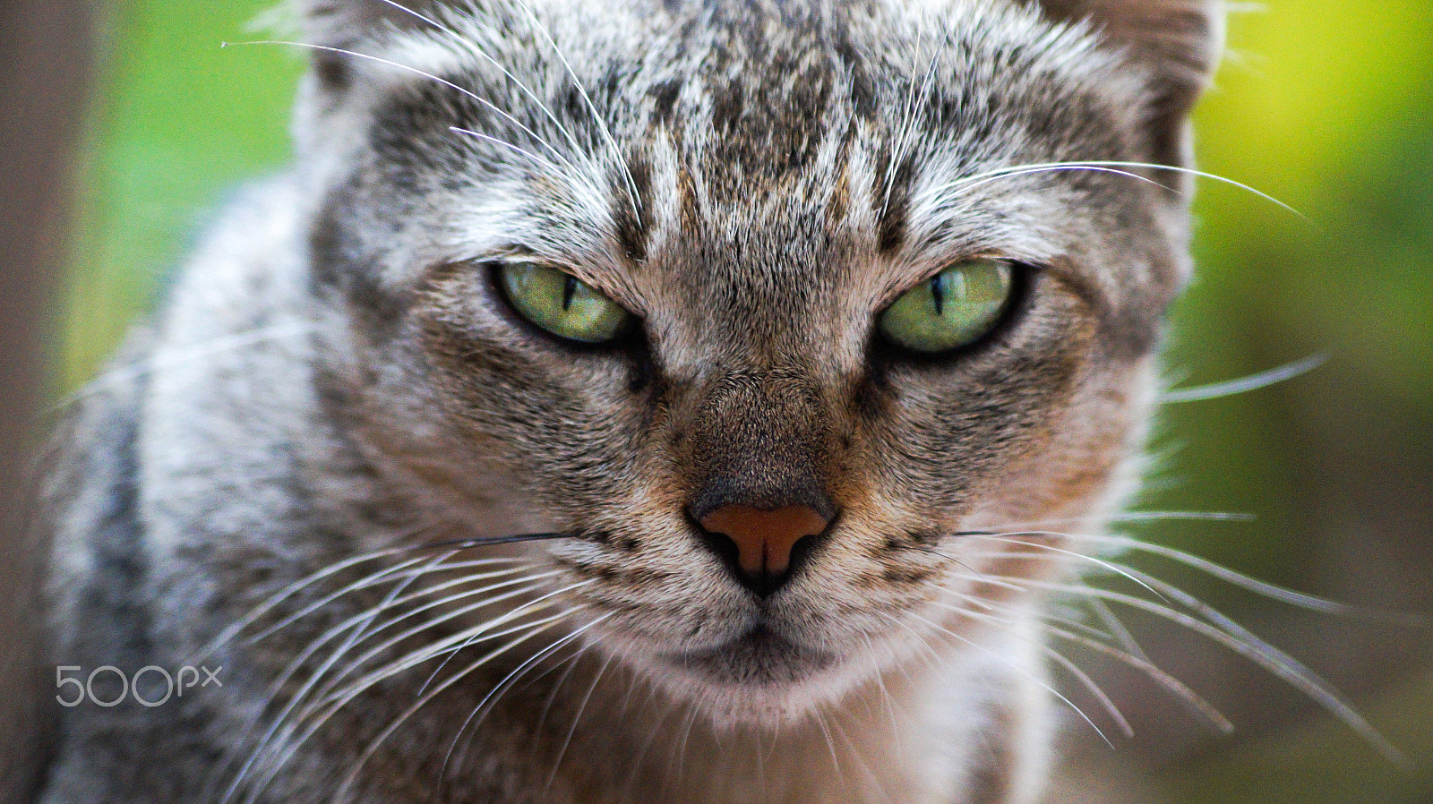 Sony SLT-A58 + Sony DT 55-200mm F4-5.6 SAM sample photo. Beast photography