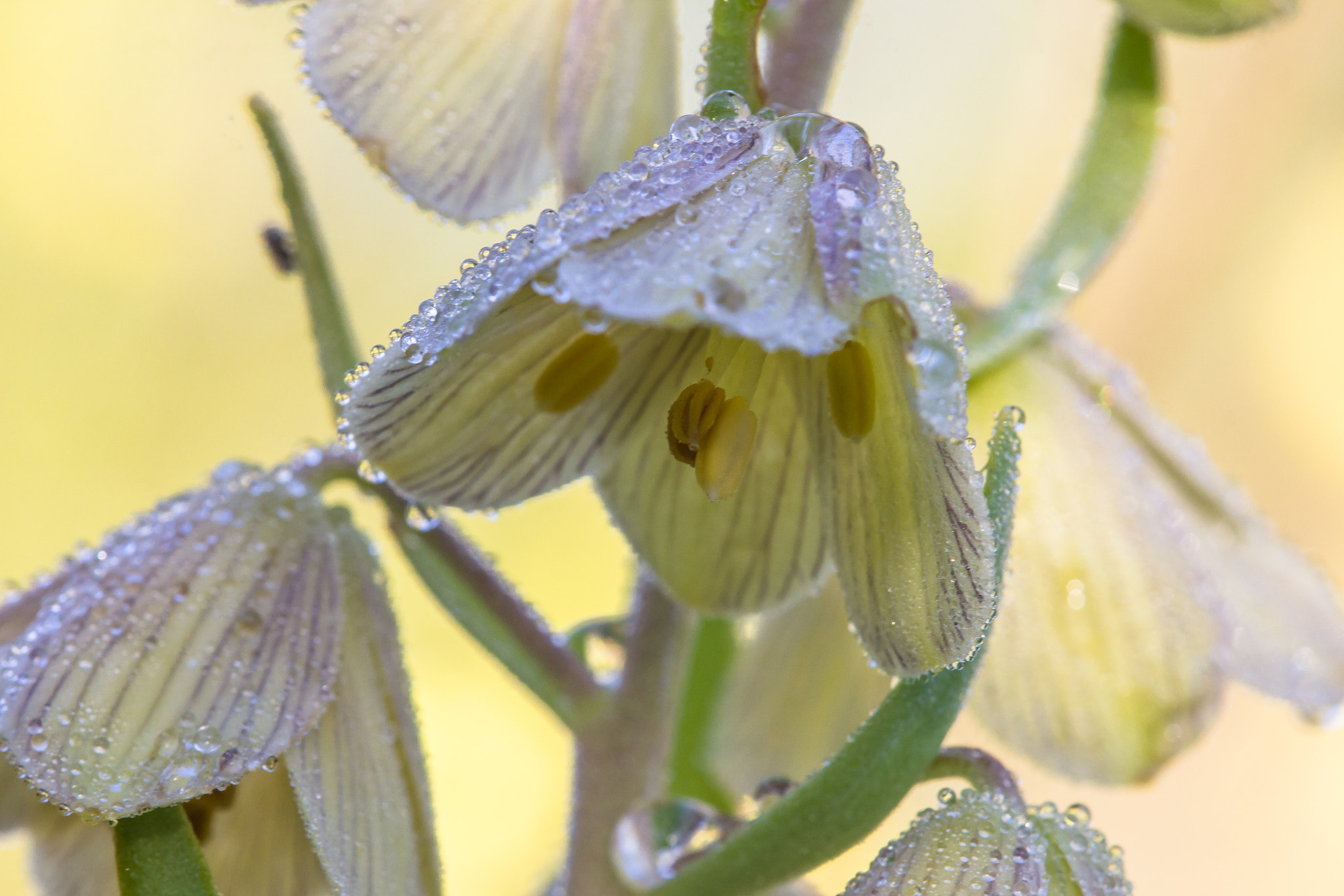 Canon EOS 60D + Tamron SP AF 180mm F3.5 Di LD (IF) Macro sample photo. Persian fritillary photography