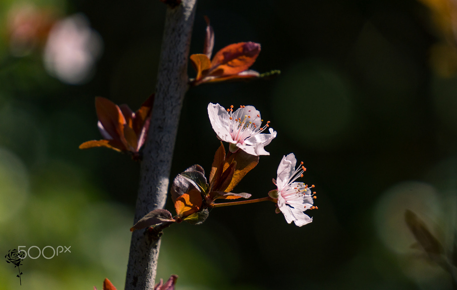 Sony a6300 sample photo. Cherry blossem photography