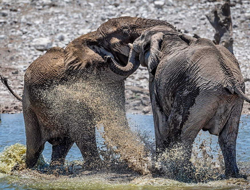 Nikon AF-S Nikkor 600mm F4E FL ED VR sample photo. Untitled photography