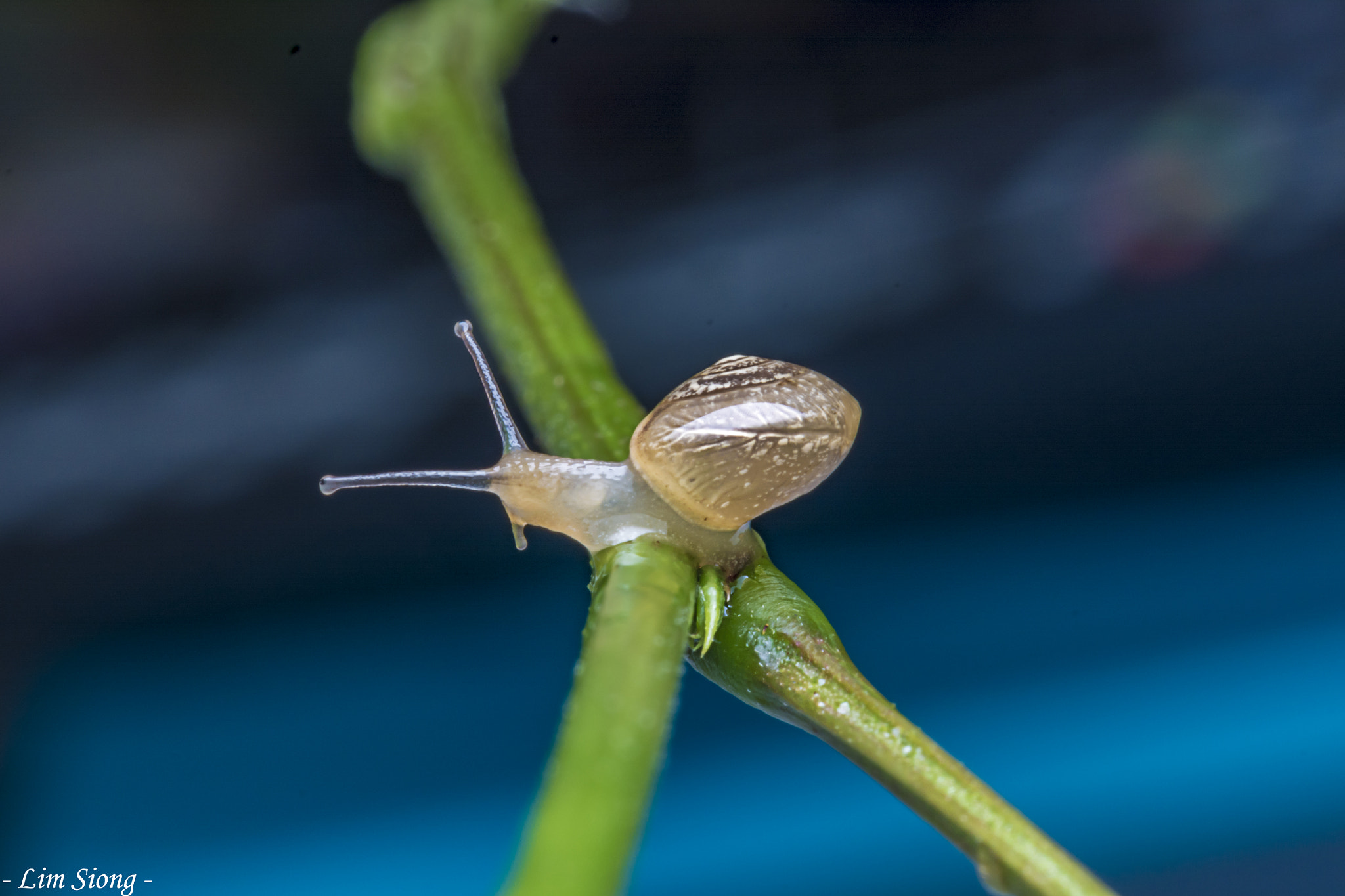Sigma 70-300mm F4-5.6 APO DG Macro sample photo. Snail photography