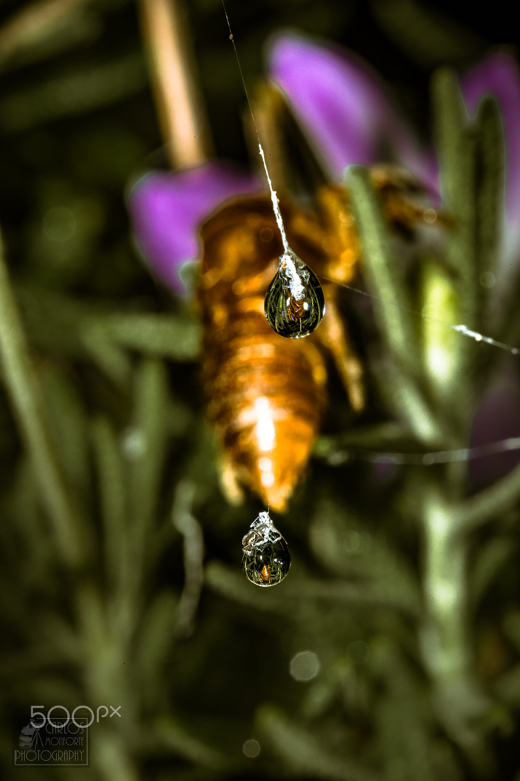 Canon EF 100mm F2.8L Macro IS USM sample photo. Bug drops... photography