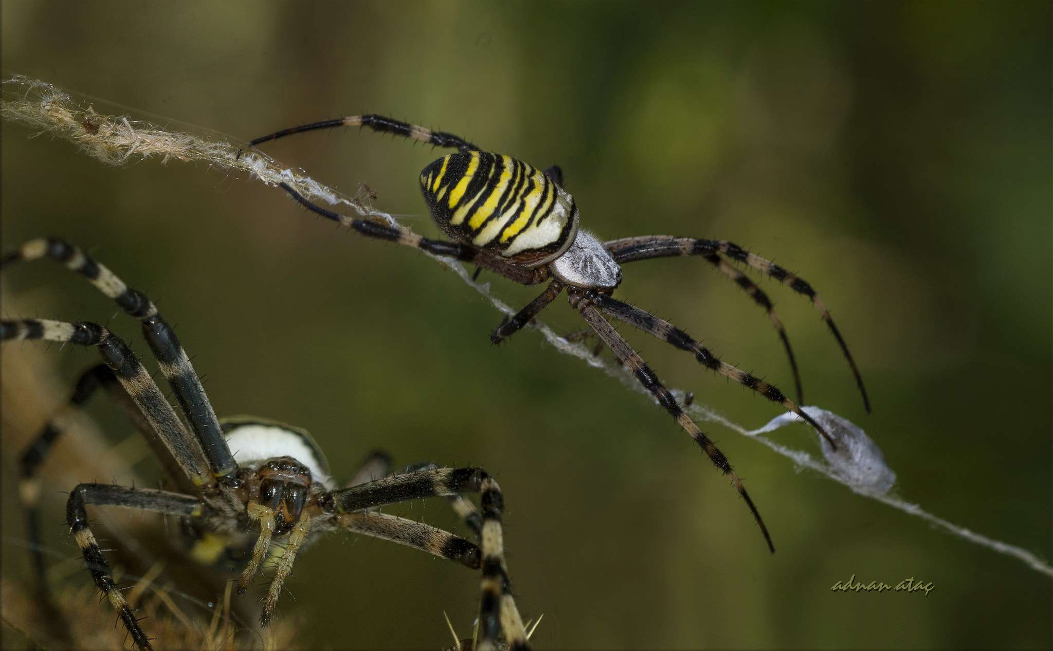 Nikon D4 sample photo. Arı desenli örümcek - argiope bruennichi - wasp spider photography