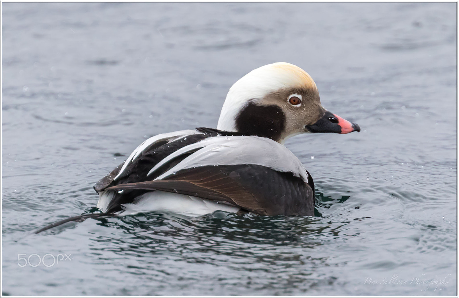 Canon EF 400mm F4 DO IS II USM sample photo. Long-tailed duck photography