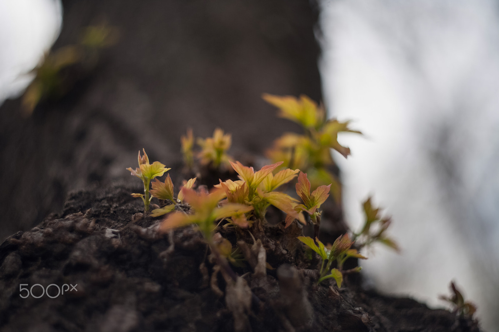 Canon EF 35-80mm f/4-5.6 sample photo. A new life photography