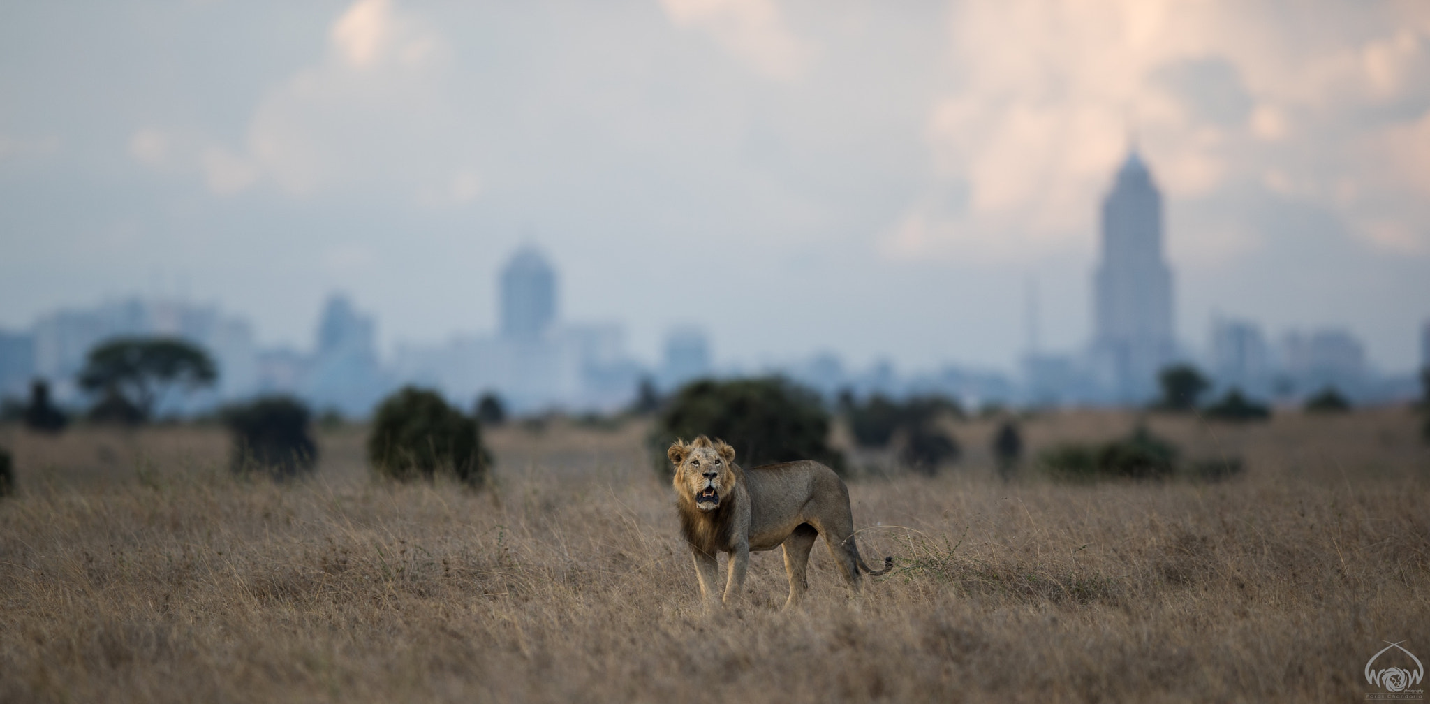Canon EF 400mm F2.8L IS II USM sample photo. King sam of nairobi photography