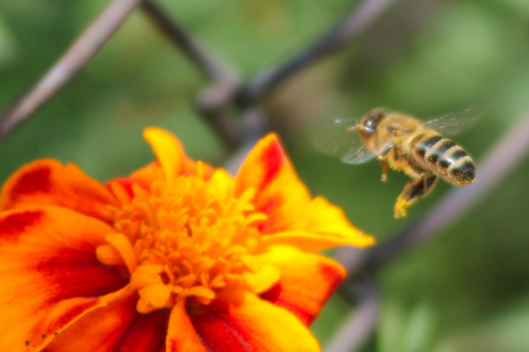 Canon EF 55-200mm F4.5-5.6 II USM sample photo. Bee photography