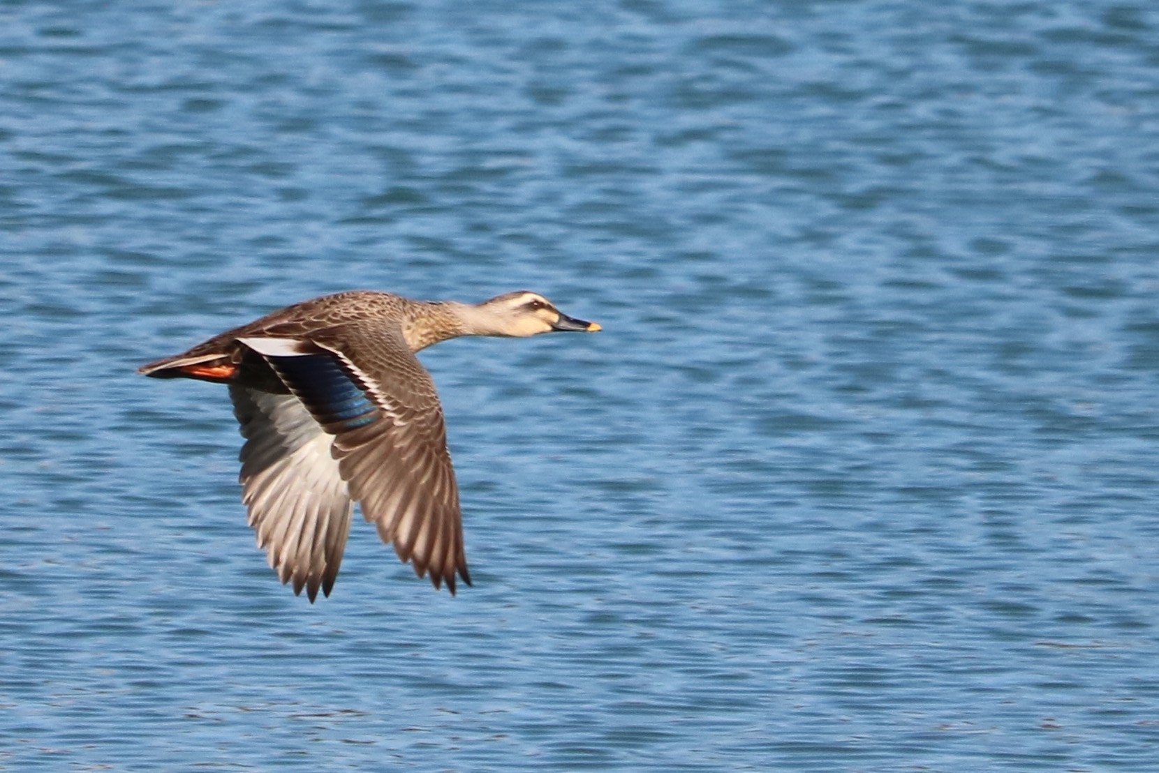 Canon EOS 750D (EOS Rebel T6i / EOS Kiss X8i) + Canon EF-S 55-250mm F4-5.6 IS STM sample photo. Spot‐billed duck photography