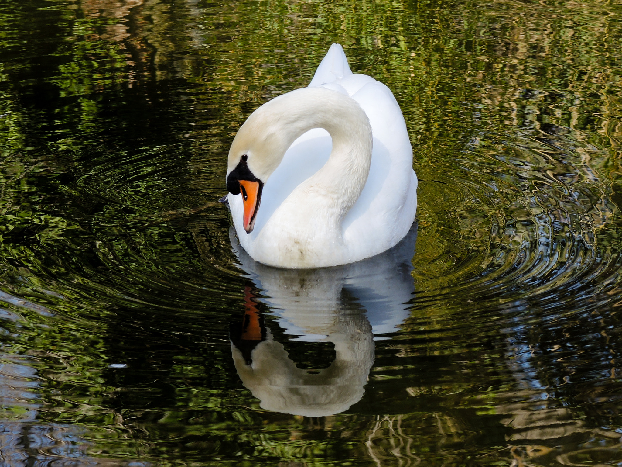 Nikon Coolpix P7800 sample photo. Swan reflection photography