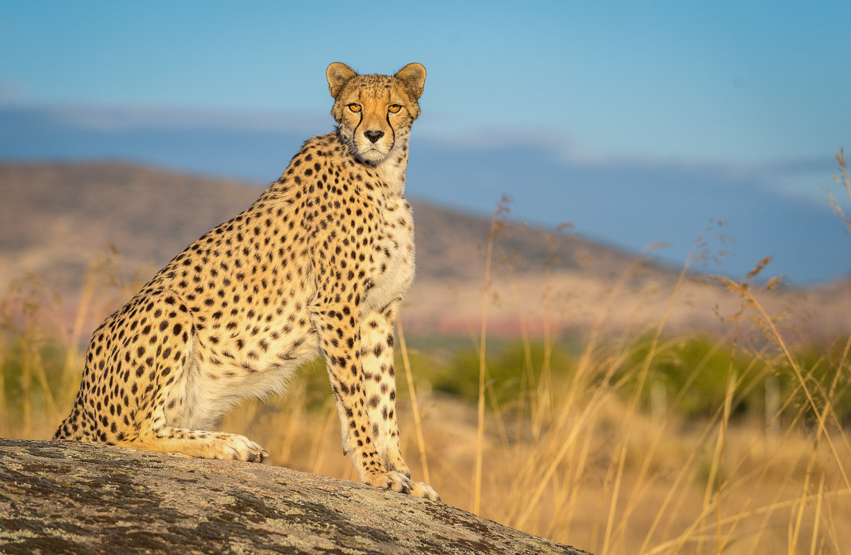 Nikon AF-S Nikkor 70-200mm F2.8G ED VR II sample photo. Cheetah photography