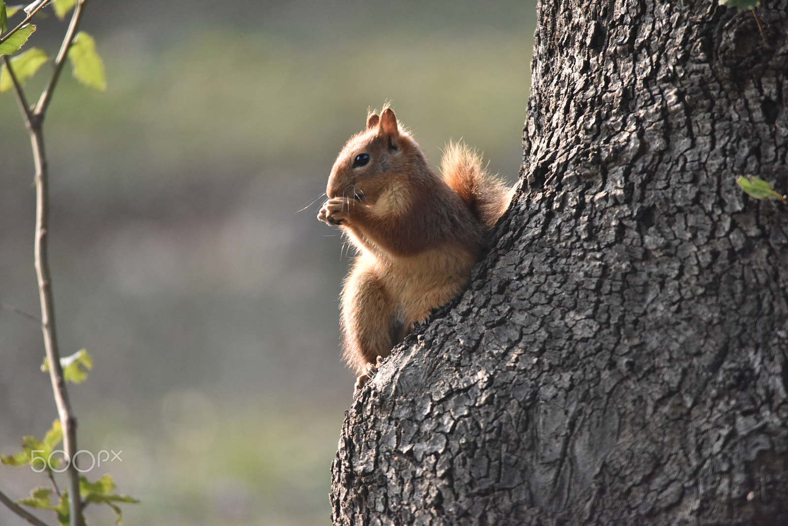Sigma 150-500mm F5-6.3 DG OS HSM sample photo. Sguirell photography