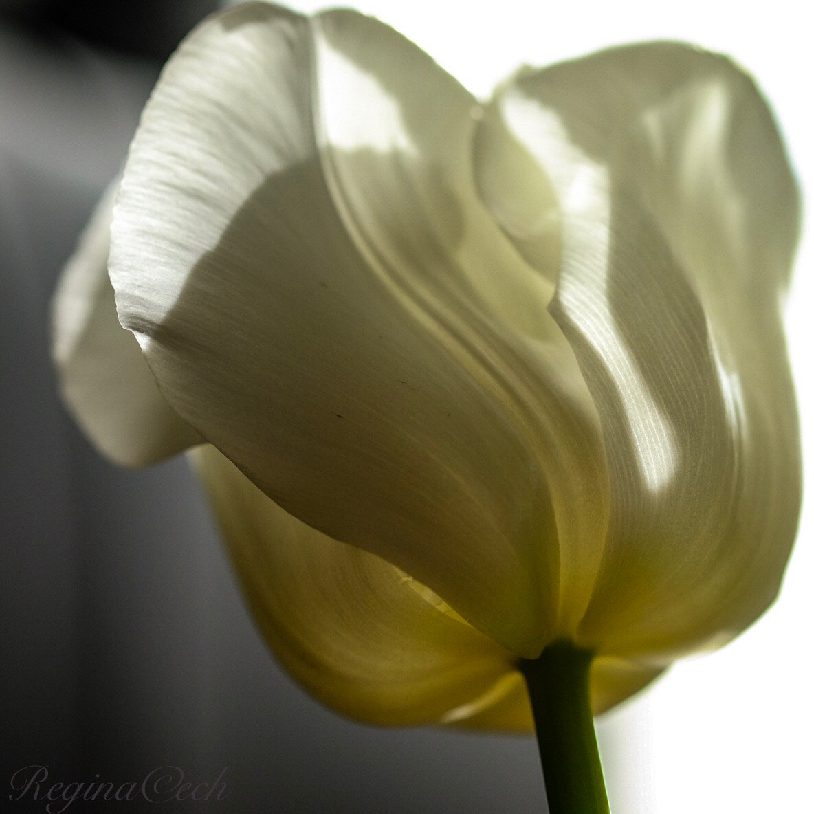 Fujifilm X-E2S + Fujifilm XF 60mm F2.4 R Macro sample photo. Dance with the sun photography