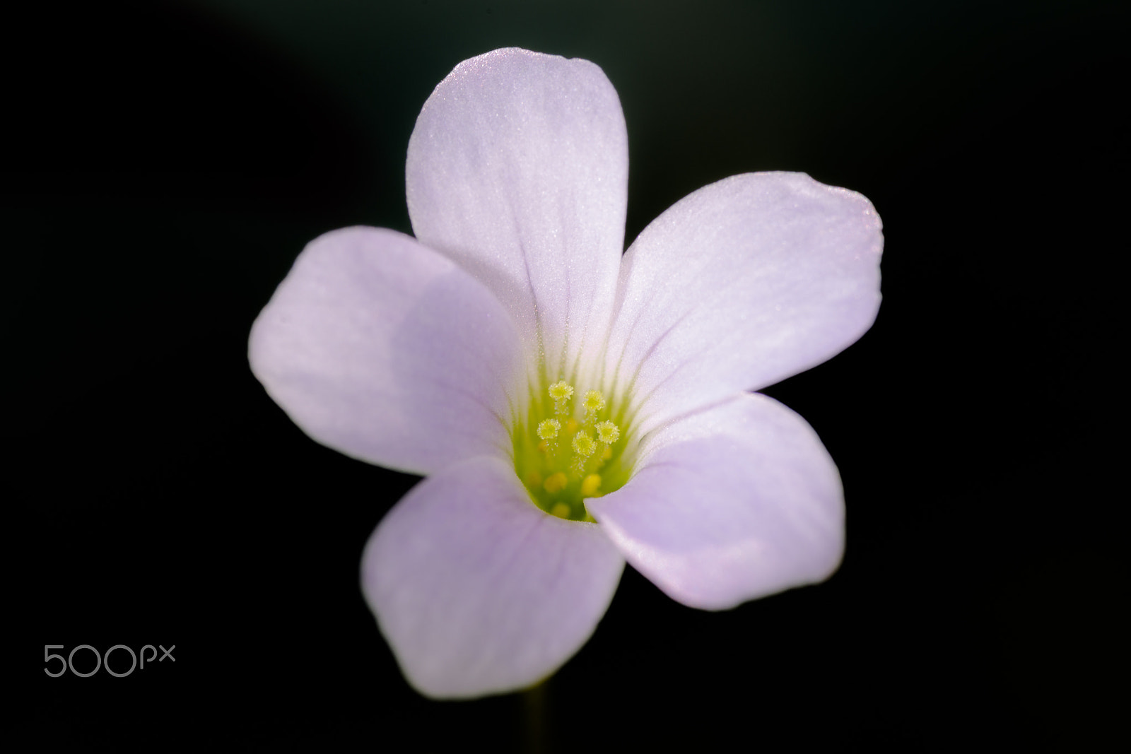 Sigma 70mm F2.8 EX DG Macro sample photo. Clover flower photography