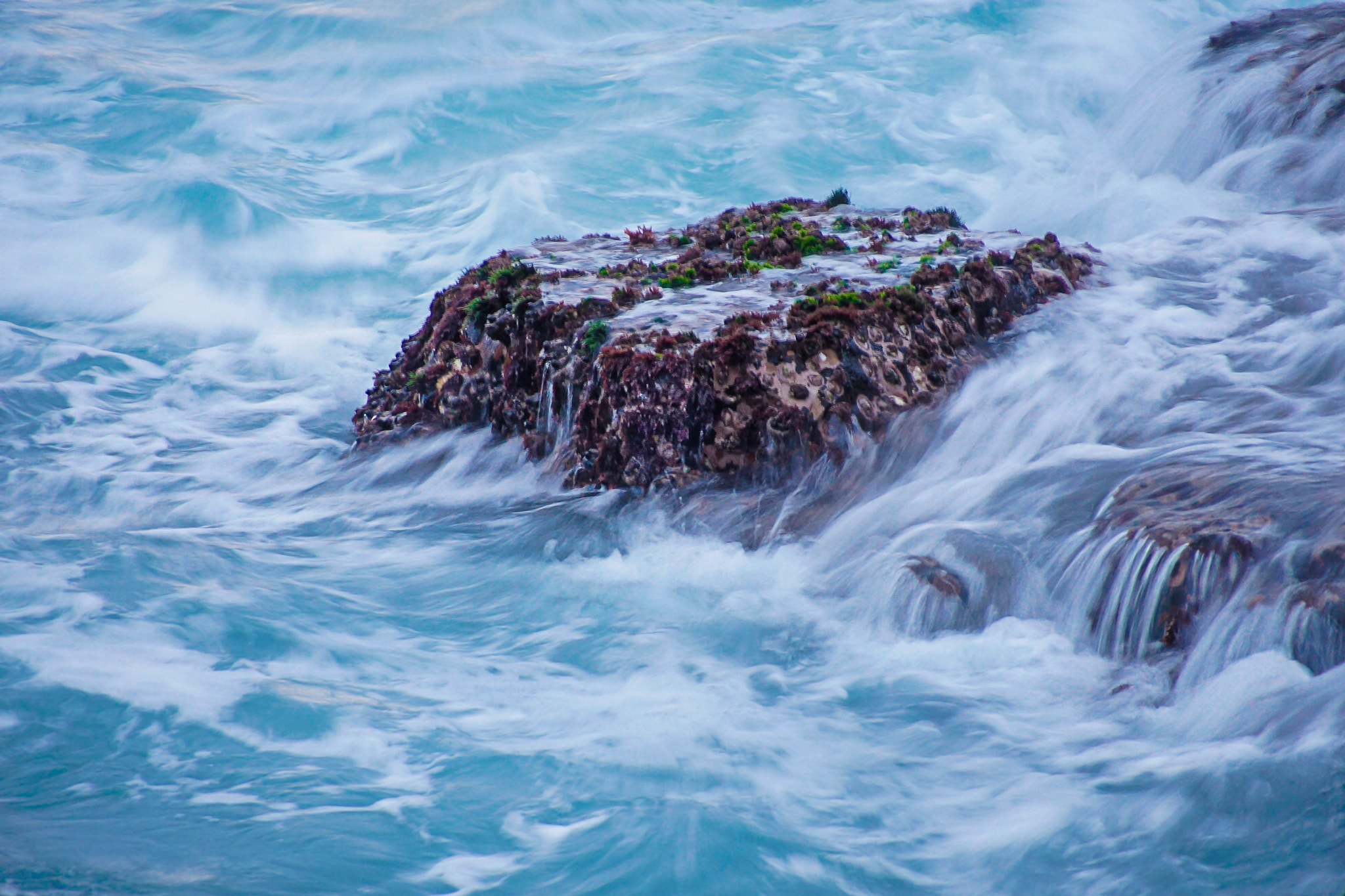 Sony DT 18-250mm F3.5-6.3 sample photo. Micro world photography