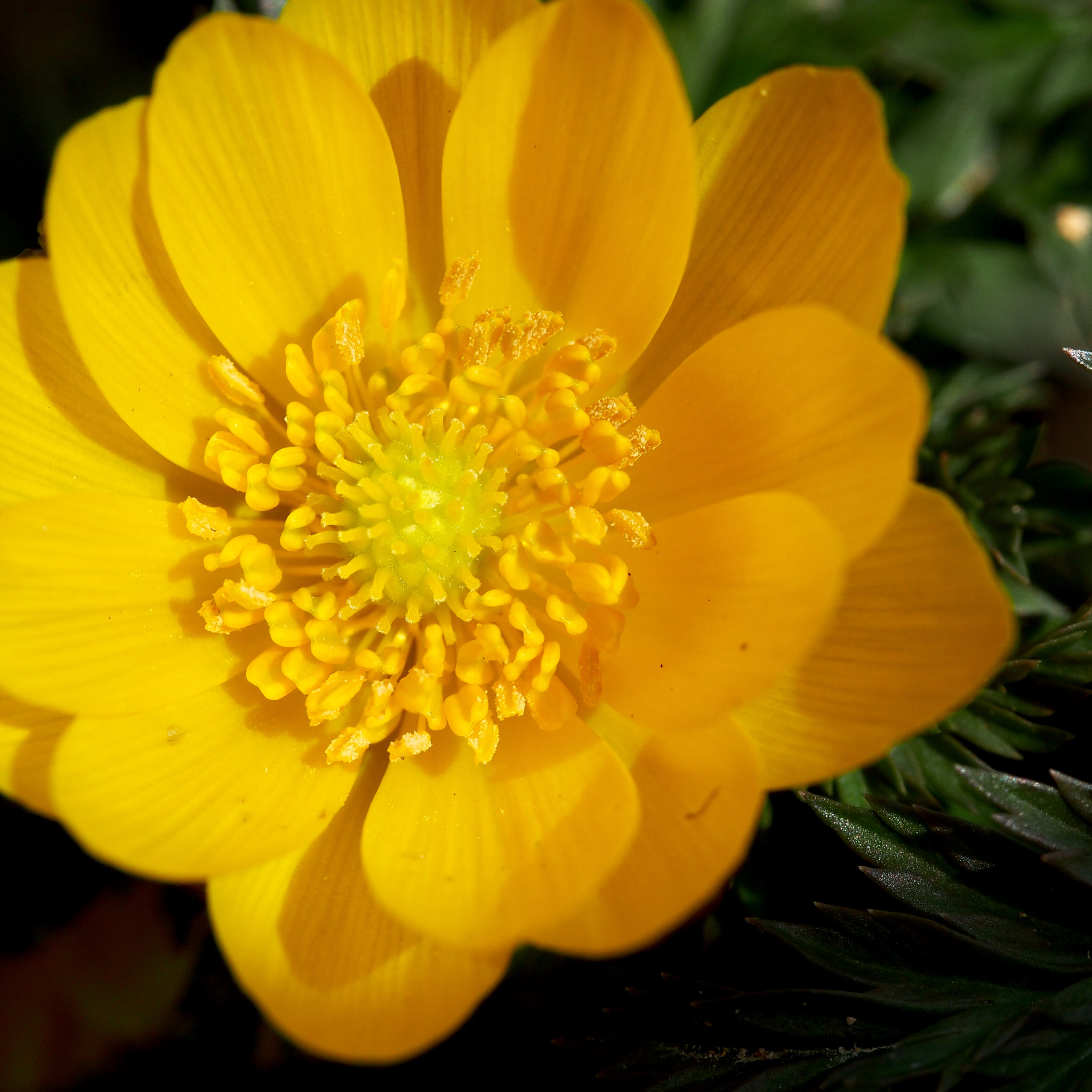 Olympus M.Zuiko Digital ED 60mm F2.8 Macro sample photo. Adonis ramosa photography