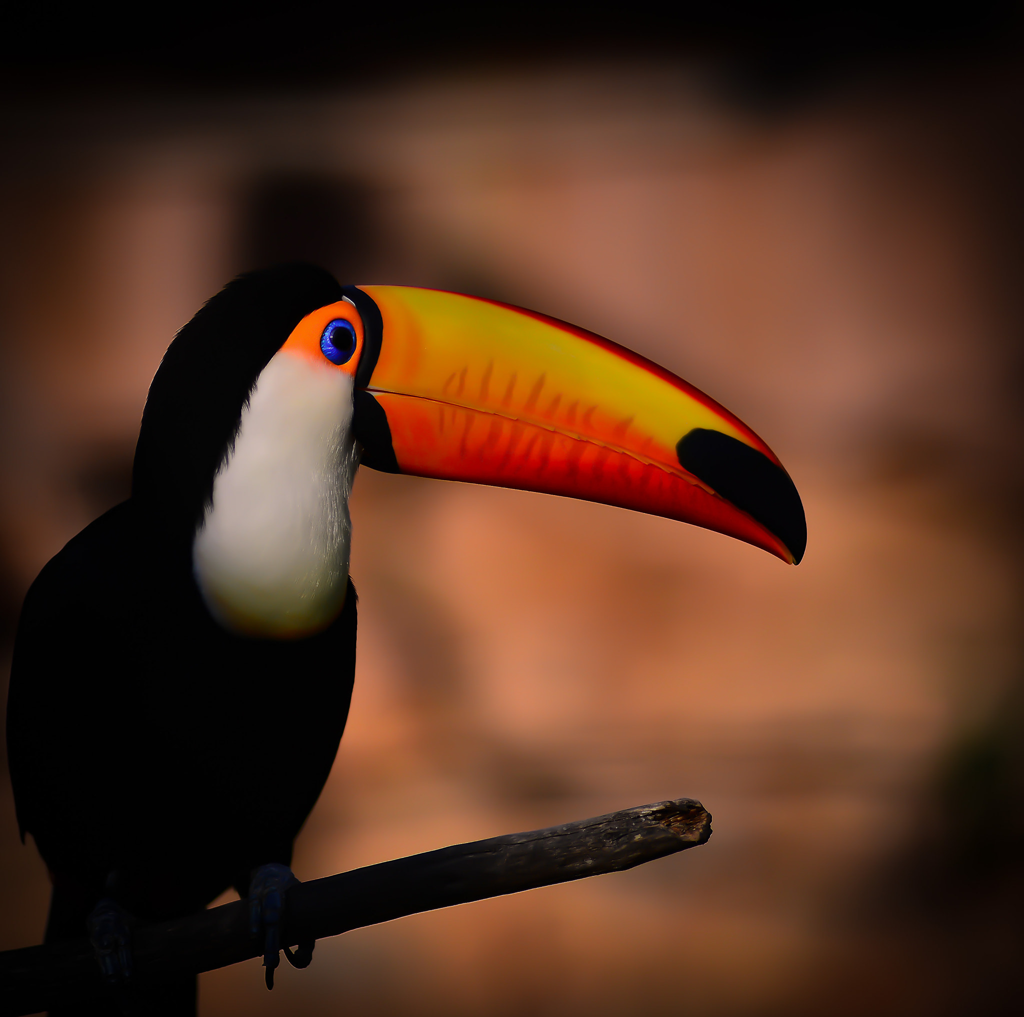 AF Nikkor 180mm f/2.8 IF-ED sample photo. Toucan portrait photography