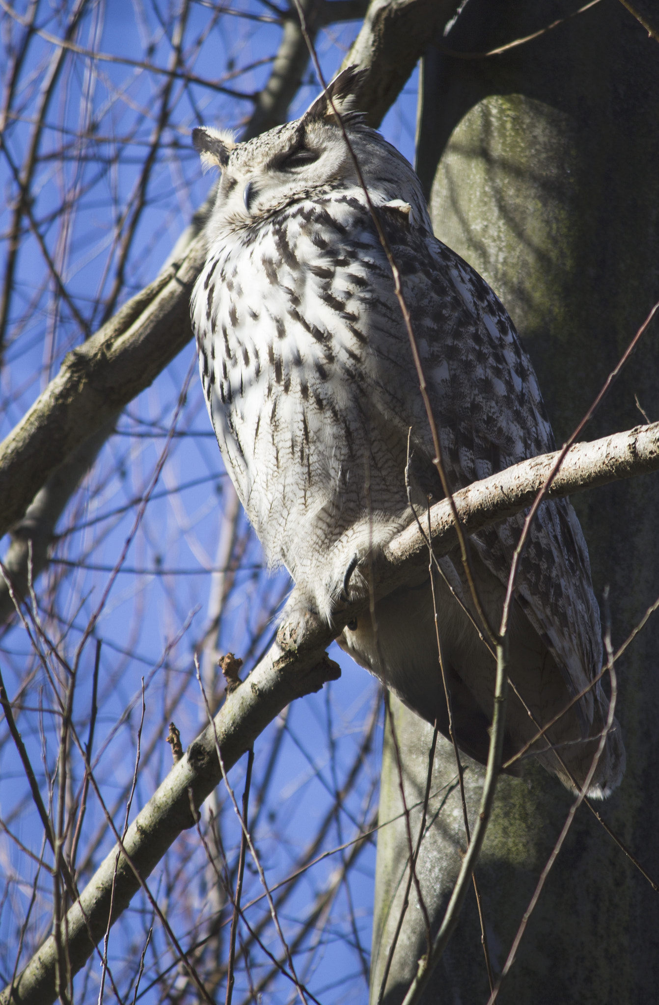 Canon EF-S 55-250mm F4-5.6 IS sample photo. Owl photography