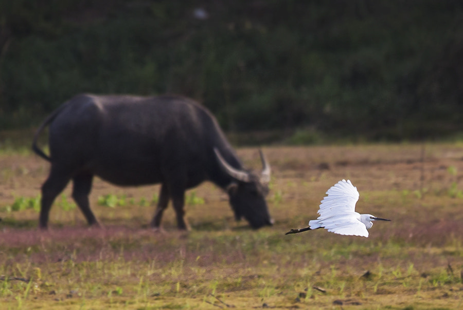 Sigma 150-500mm F5-6.3 DG OS HSM sample photo