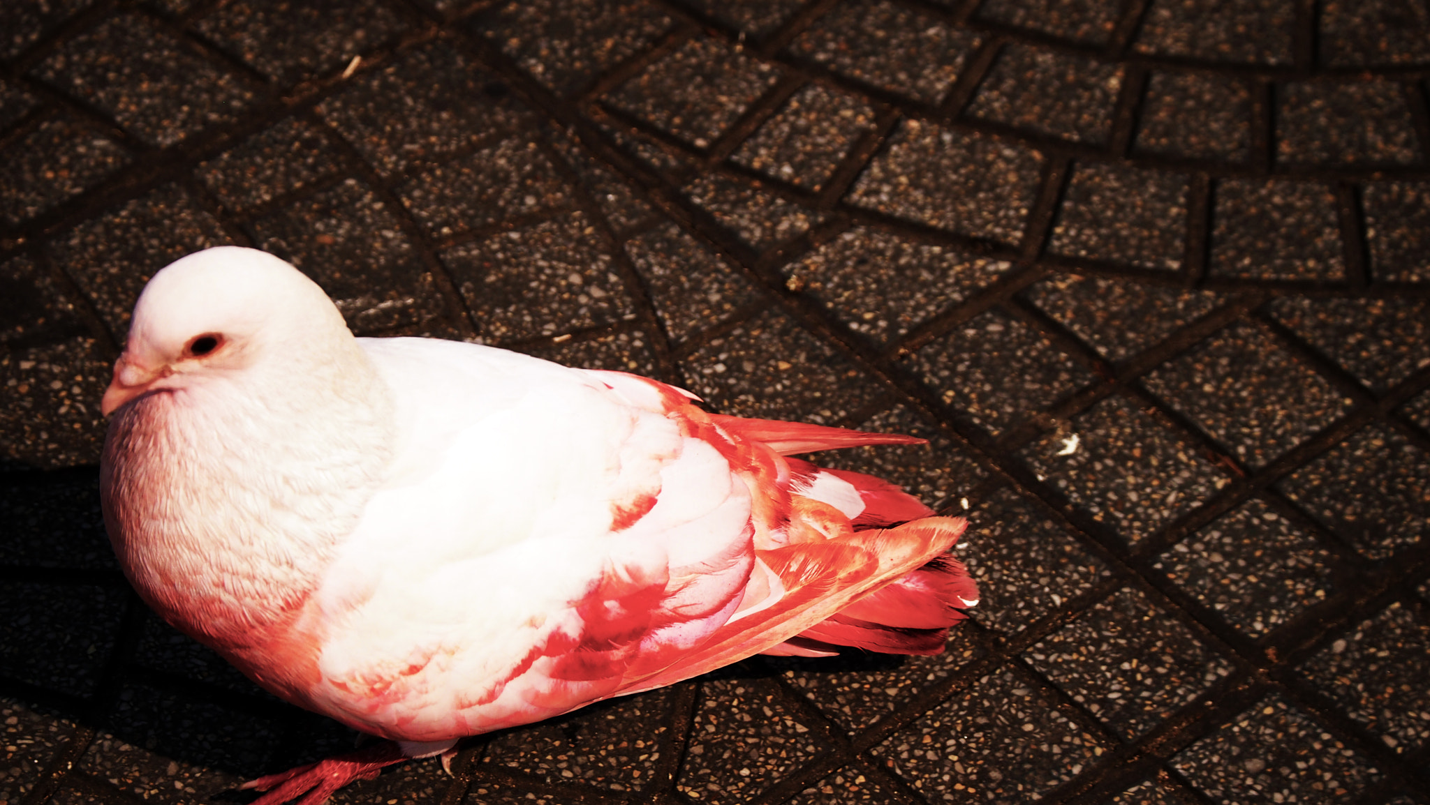 Olympus PEN E-PM1 + LUMIX G VARIO 45-150/F4.0-5.6 sample photo. Pink pigeon photography