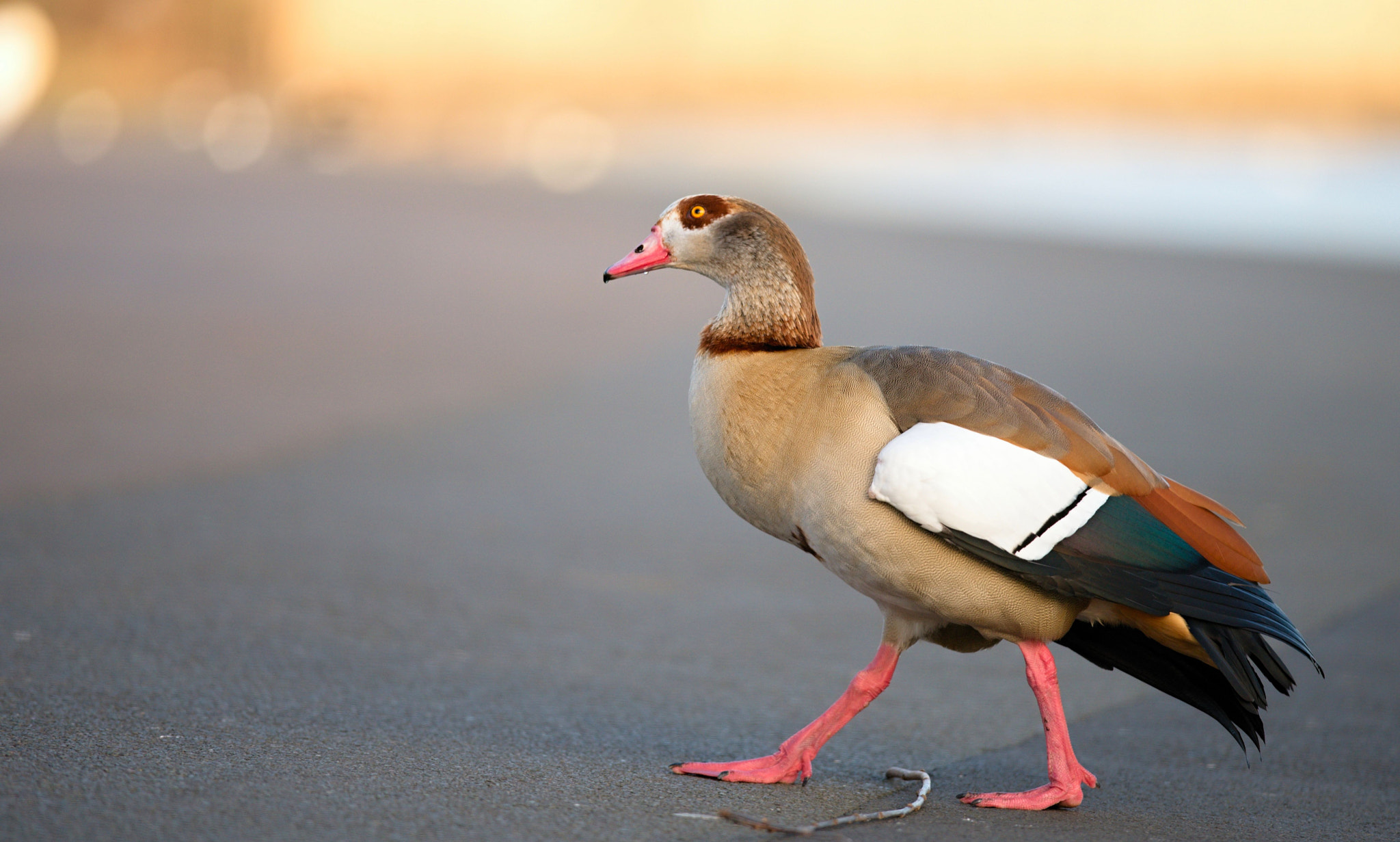 Nikon D610 + Nikon AF-S Nikkor 300mm F4D ED-IF sample photo. Egyptian goose photography