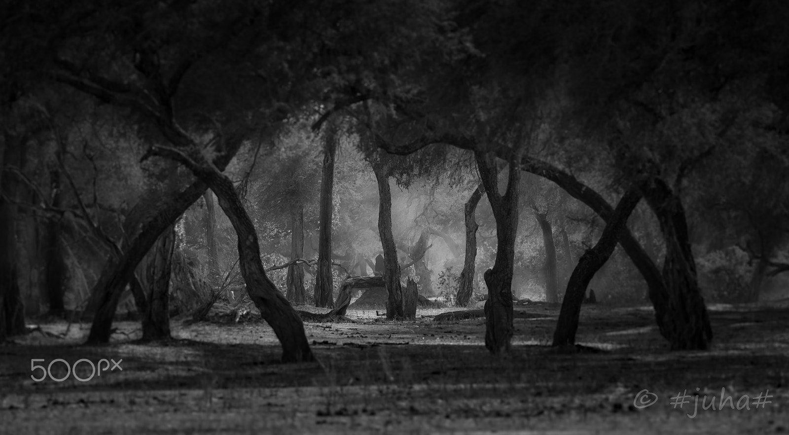 Nikon AF-S Nikkor 300mm F2.8G ED-IF VR sample photo. Mana forest zimbabwe photography