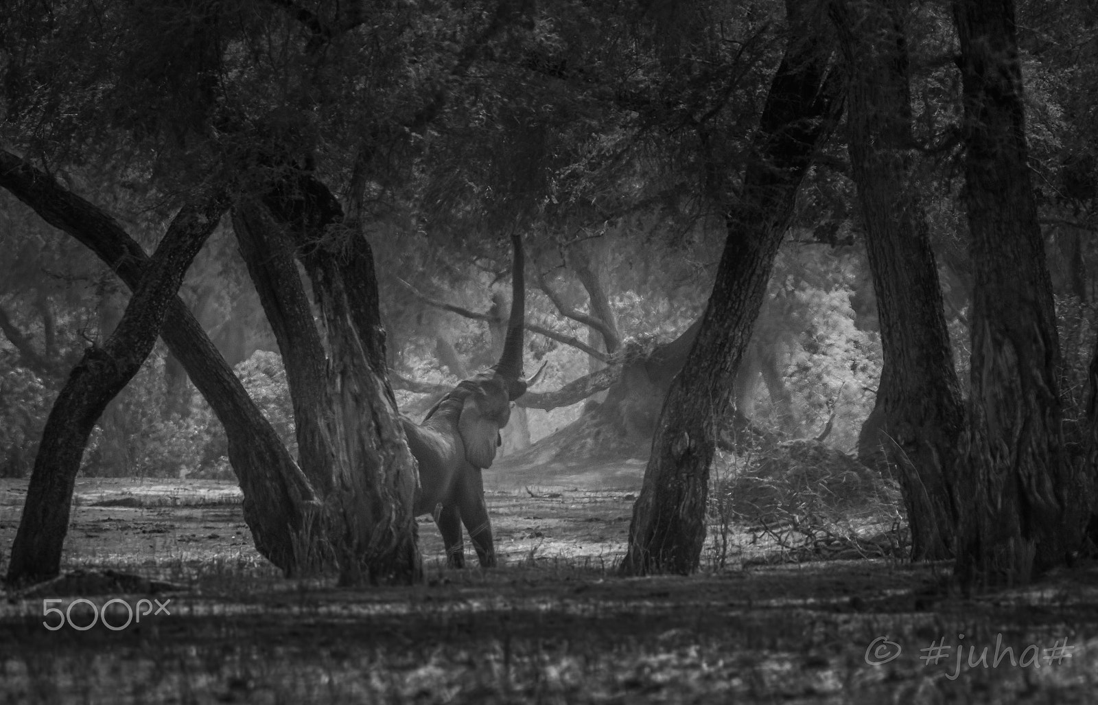 Nikon AF-S Nikkor 300mm F2.8G ED-IF VR sample photo. Mana forest zimbabwe photography