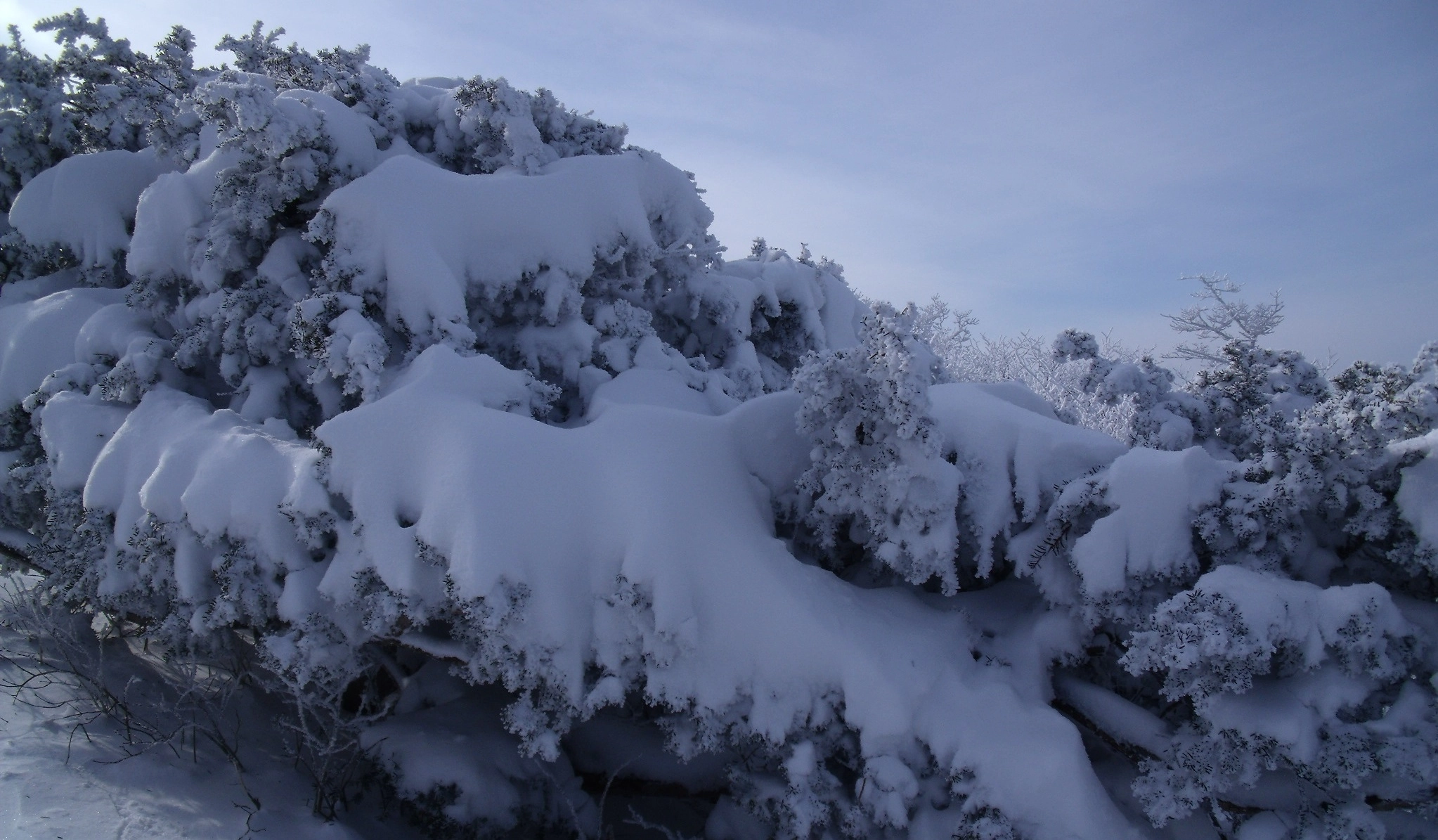 Fujifilm FinePix J110W sample photo. Trees in the frost and snow photography