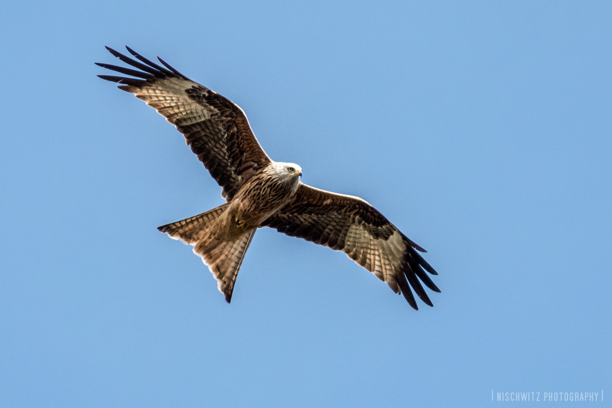 Canon EOS 80D + Canon EF 300mm F4L IS USM sample photo. Red kite photography