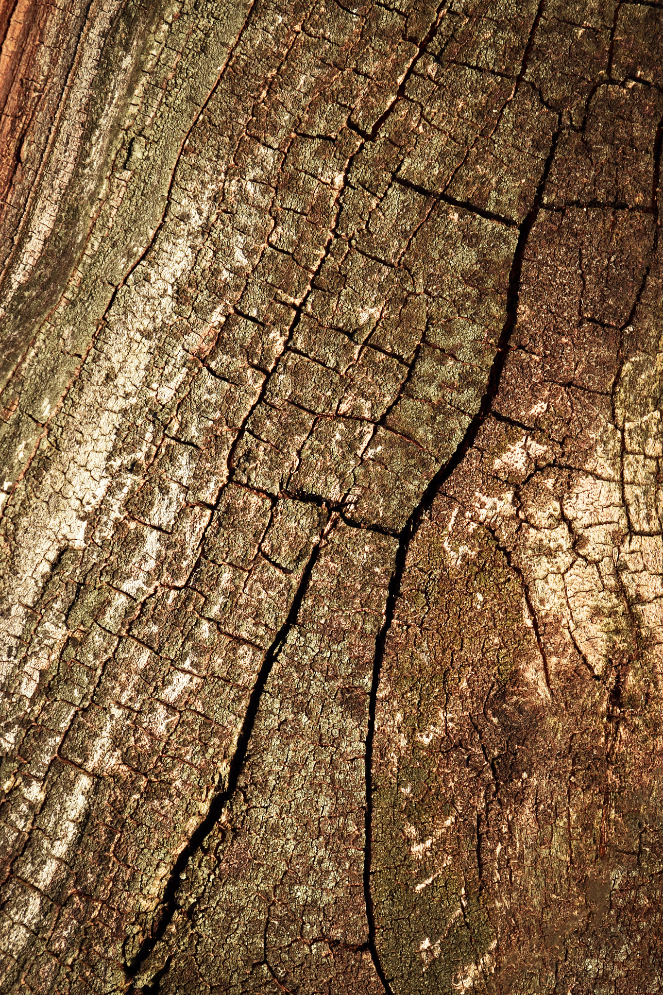 Nikon D5500 + Nikon AF-S DX Nikkor 16-85mm F3.5-5.6G ED VR sample photo. Old tree bark with cracks photography