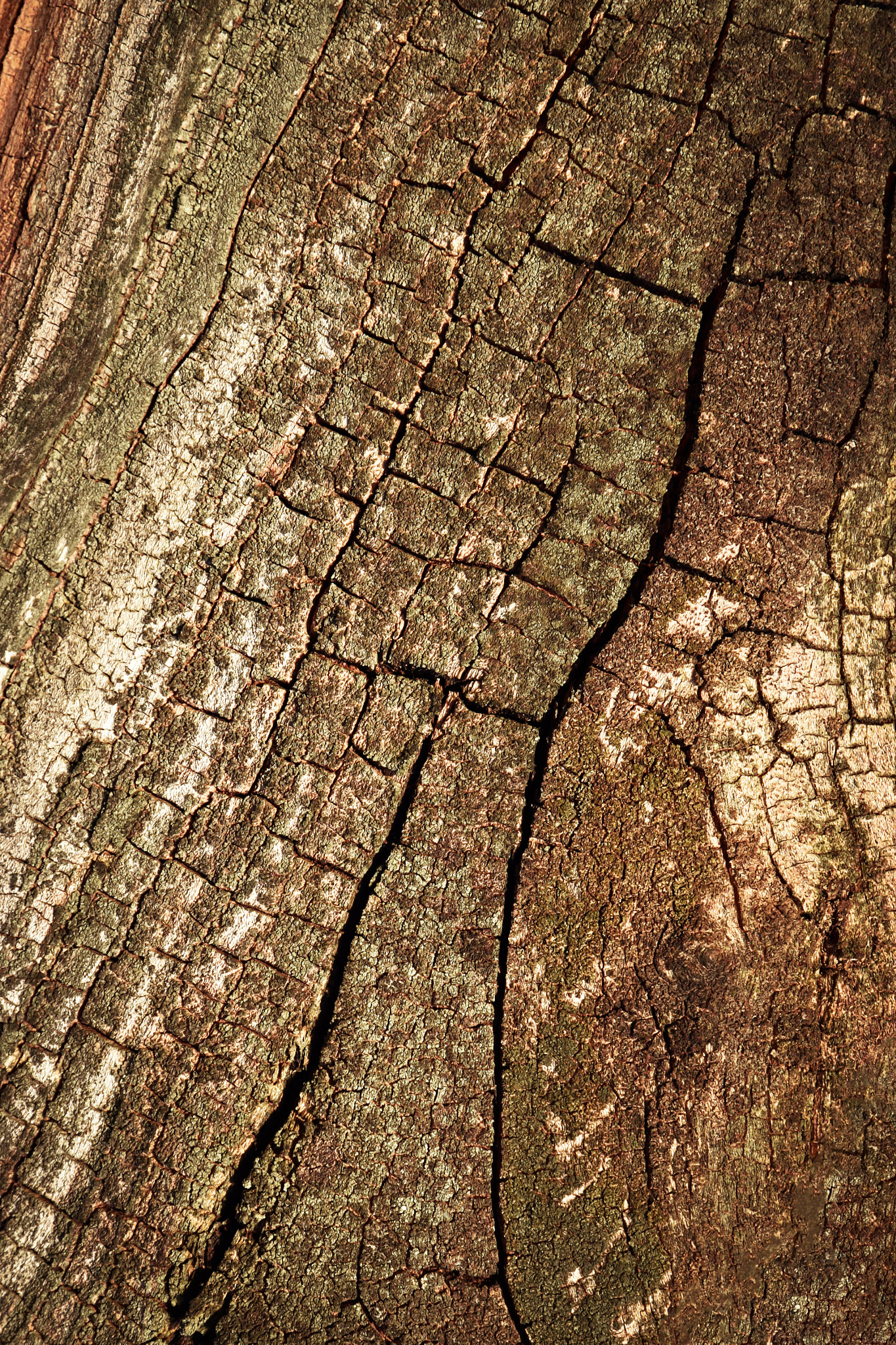 Nikon D5500 sample photo. Old tree bark with cracks photography